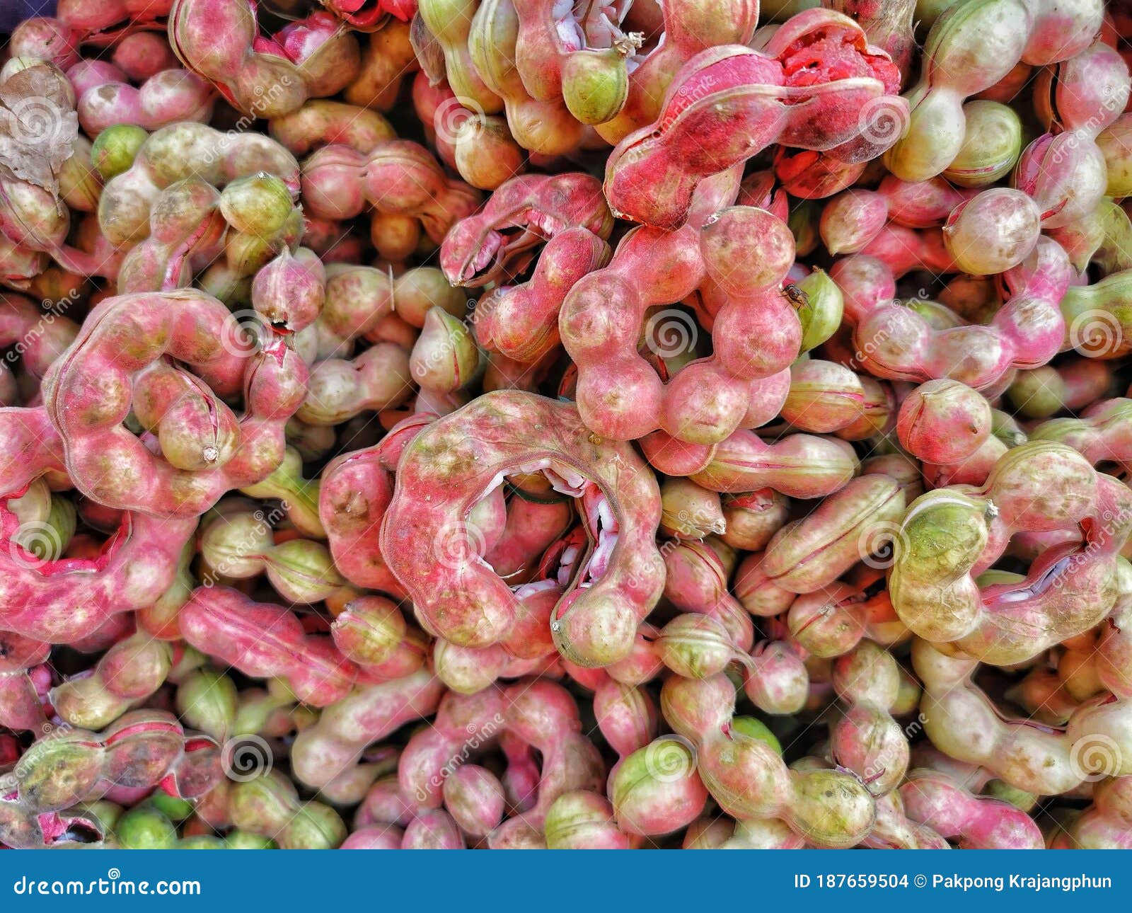 Manila Tamarind Fruit Is Red Color Stock Photo Image Of Fruit Agriculture