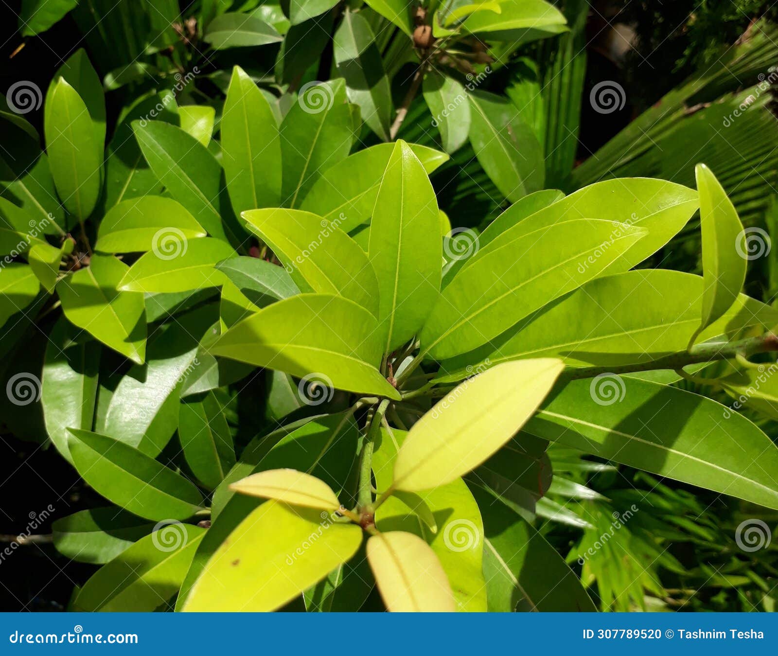 manilkara zapota, commonly known as sapodilla sapote, chicozapote, chicoo, chicle, naseberry,