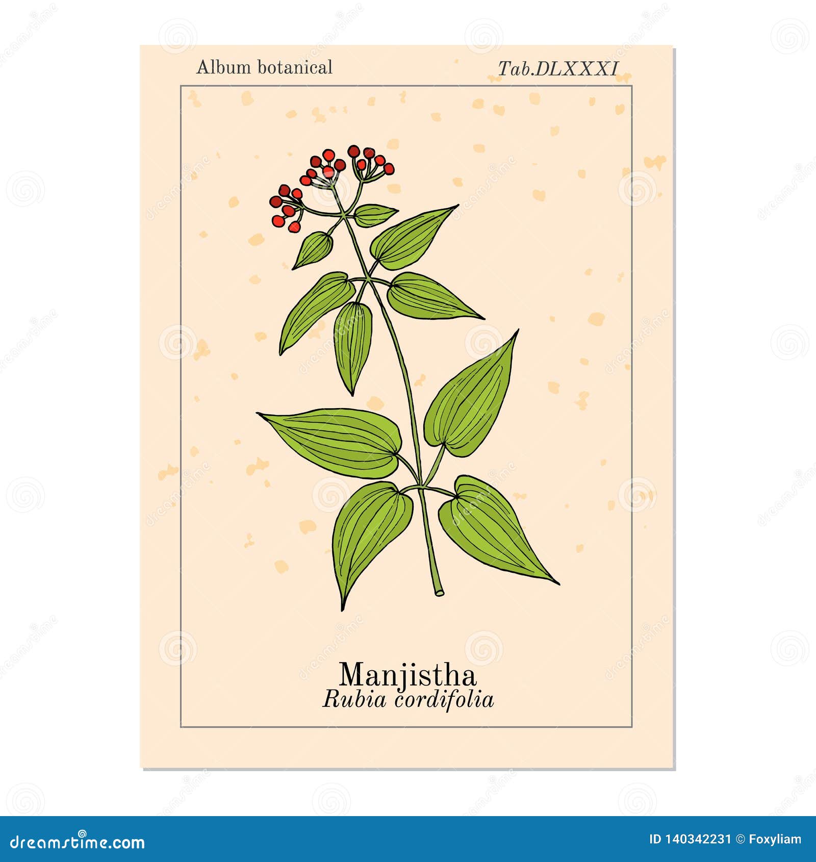 manjistha rubia cordifolia , or indian madder, medicinal plant