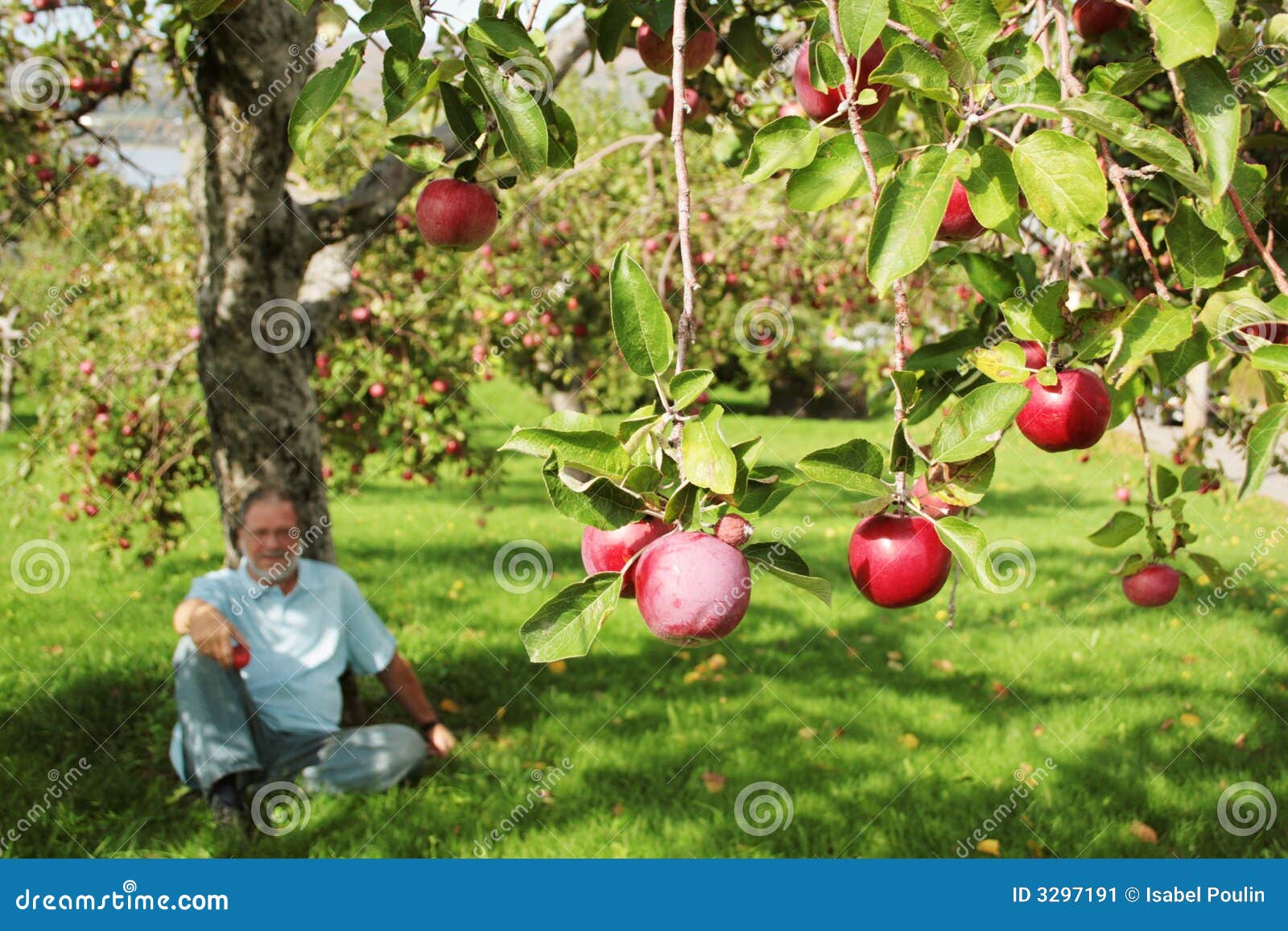 Mann, Der Unter Apfelbaum Sitzt Stockbild Bild von einstellung, rest