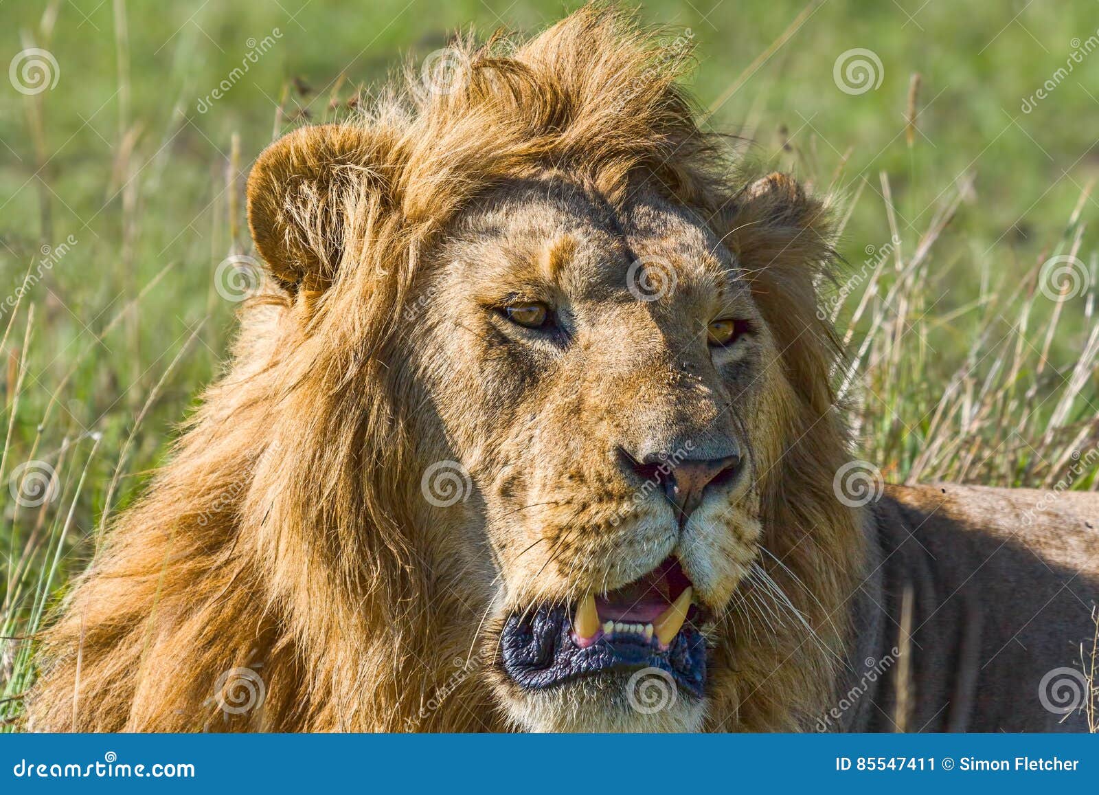 Mannelijk Lion Panting stock afbeelding. Image of fauna - 85547411