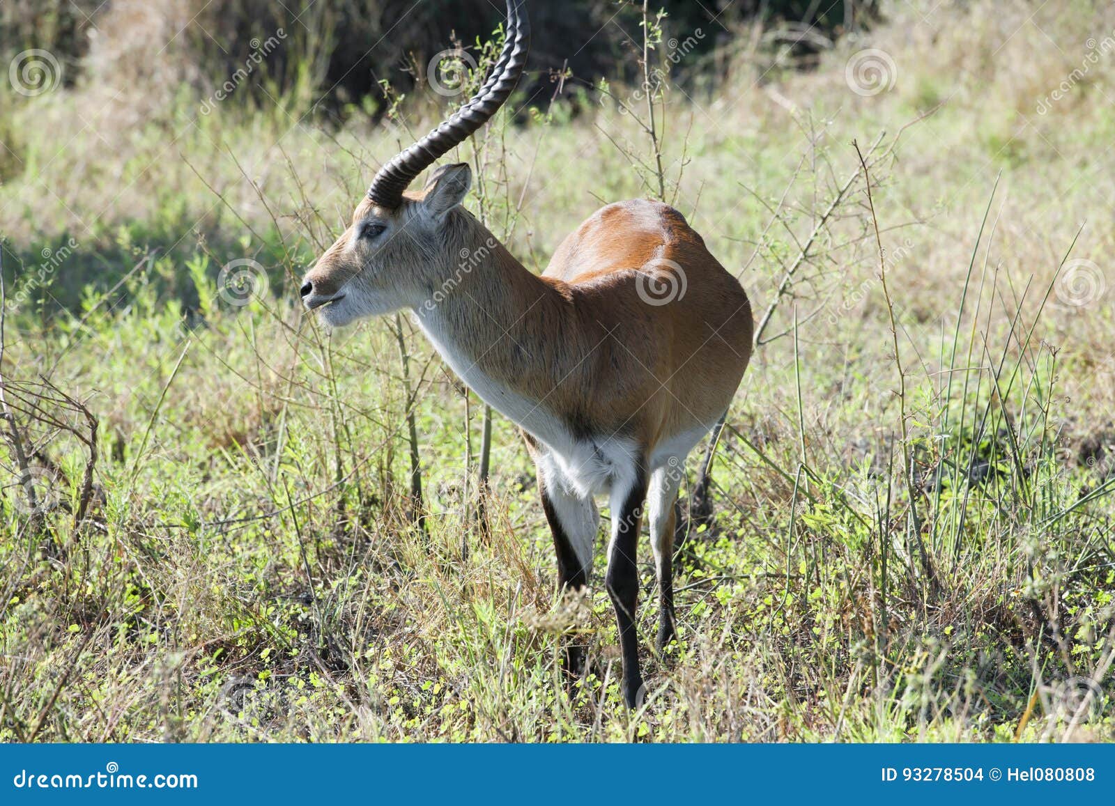 Mannelijke Impala in Afrikaanse Struik Stock Foto Image of safari