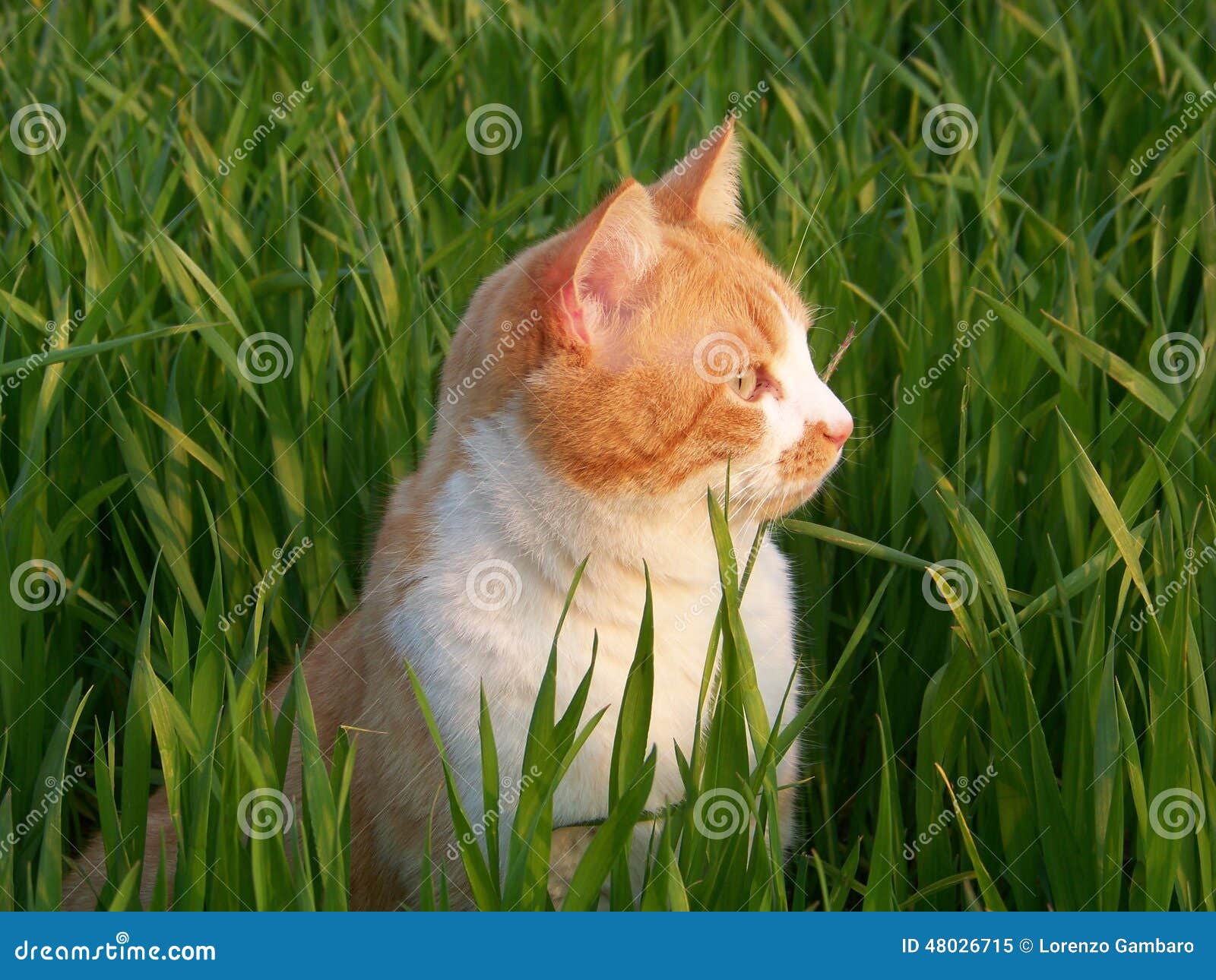 Witte en oranje mannelijke kat in het gras