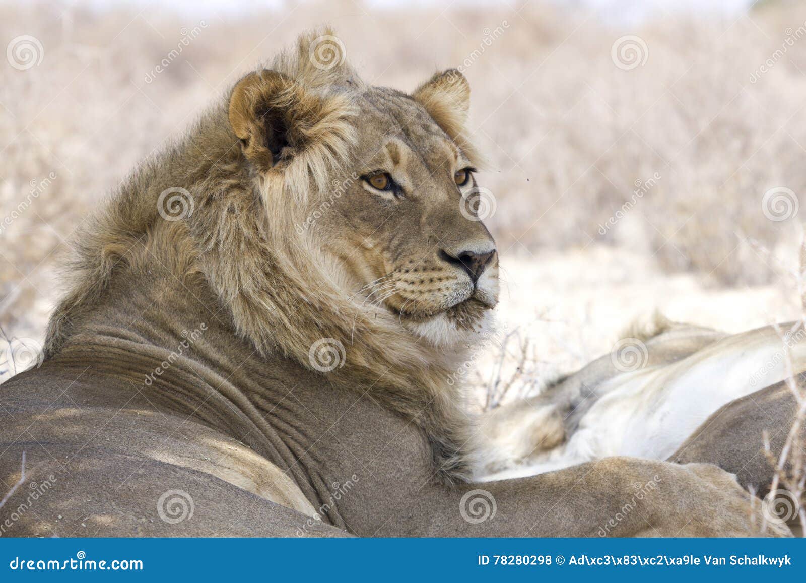 Mannelijke leeuw. Portret van een mannelijke die leeuw van de achtergrond wordt geïsoleerd