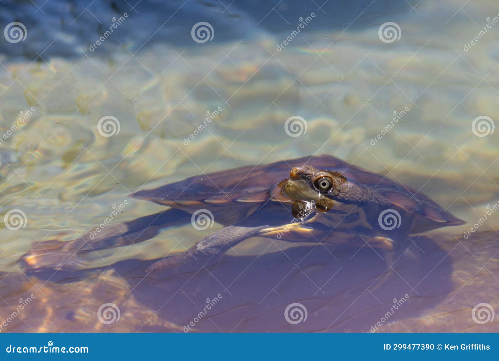 Manning River Turtle stock photo. Image of turtle, wildlife 299477390