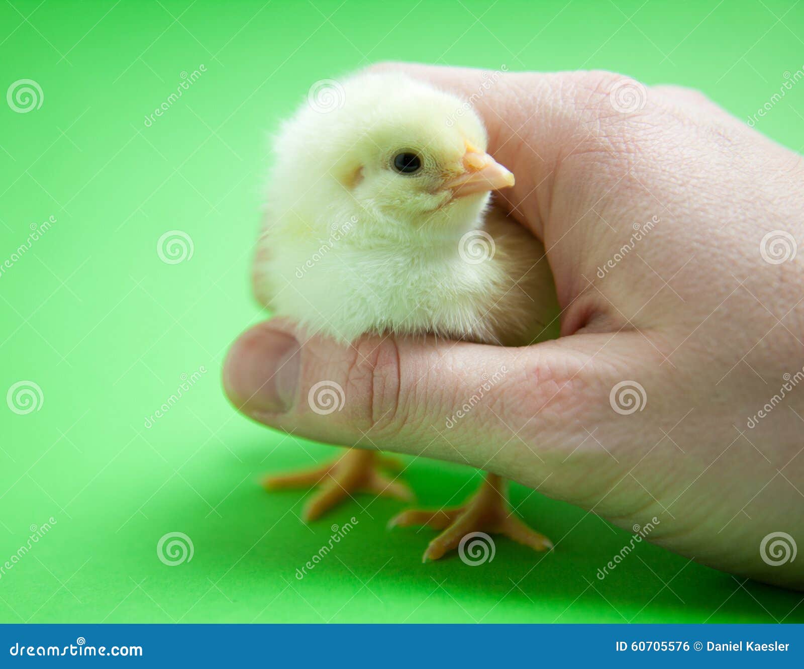 Mano Che Tiene Piccolo Pulcino Sveglio Fotografia Stock Immagine di
