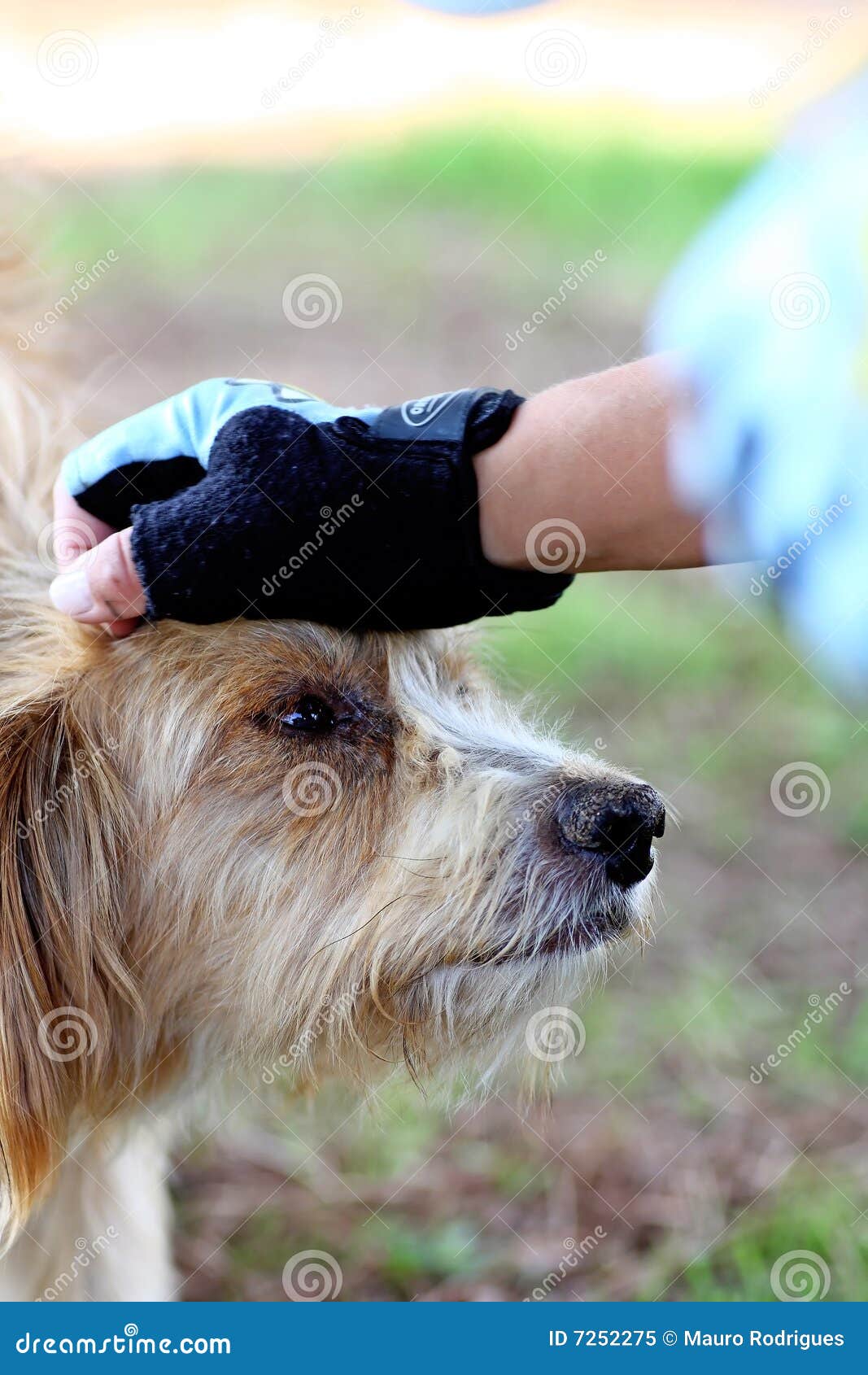 Mano in Cima Alla Testa Del Cane Immagine Stock Immagine di testa