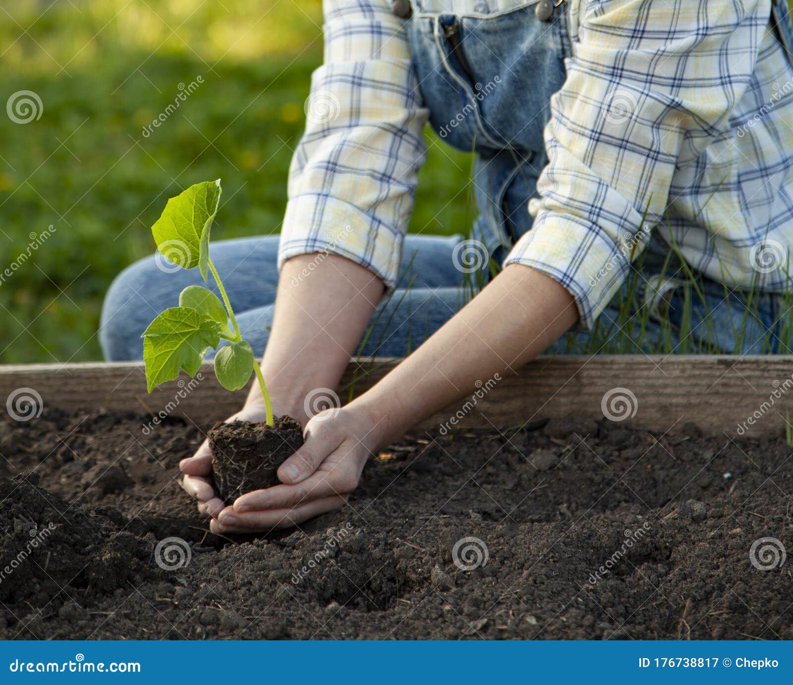 Mano De Jardinero Mujer En Guantes De Jardinería Plantando Brotes En El  Huerto. Concepto De Trabajo De Jardín De Primavera Imagen de archivo -  Imagen de manos, cultivado: 176738817