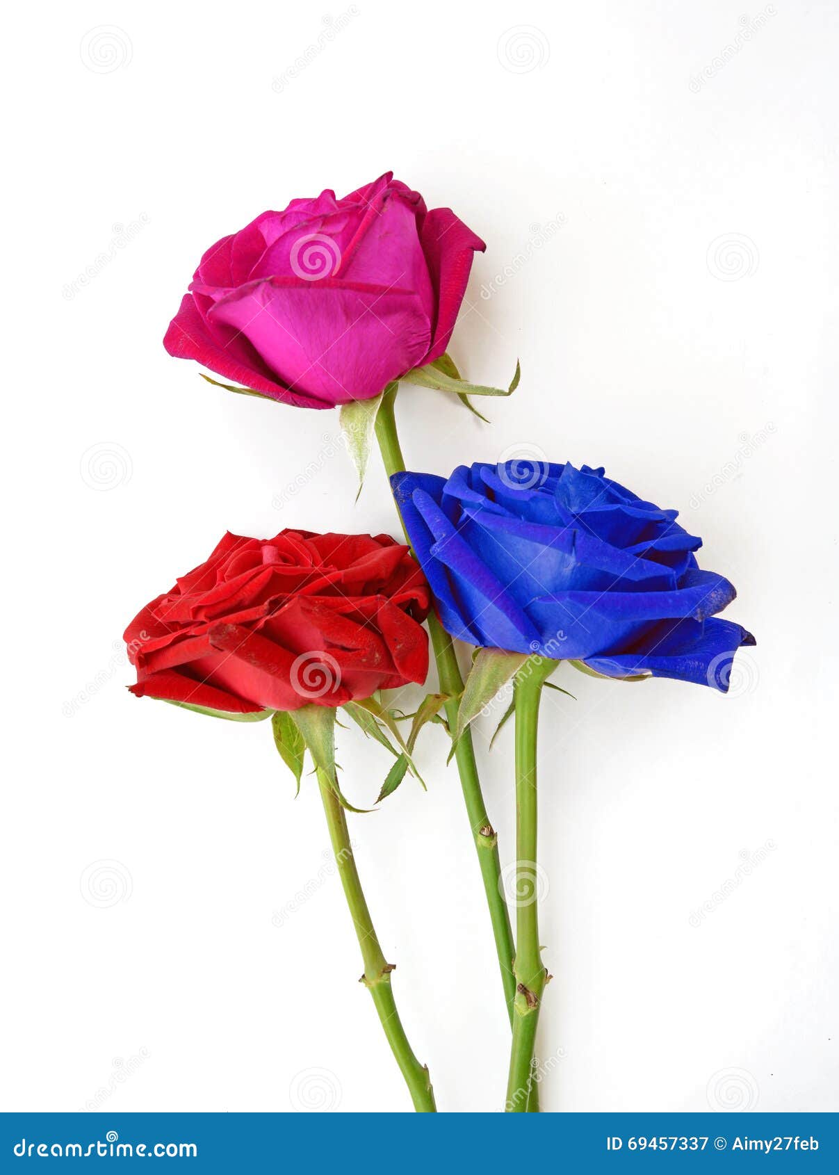 450 Rosas Rojas Y Azules Fotos de stock - Fotos libres de regalías de  Dreamstime