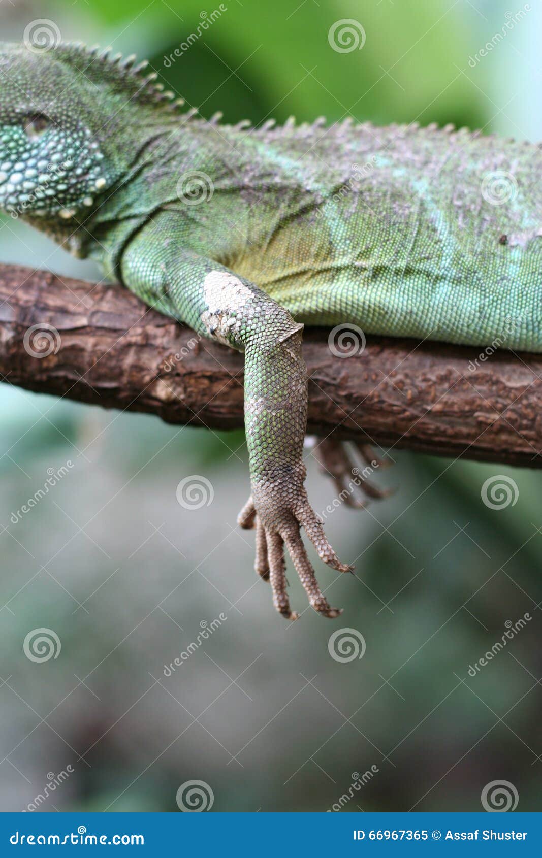 Manos del lagarto. Un lagarto verde en una rama