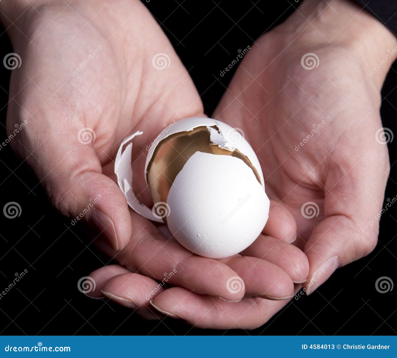 Manos que sostienen el huevo. La hembra da el huevo blanco quebrado explotación agrícola con el huevo de oro adentro.