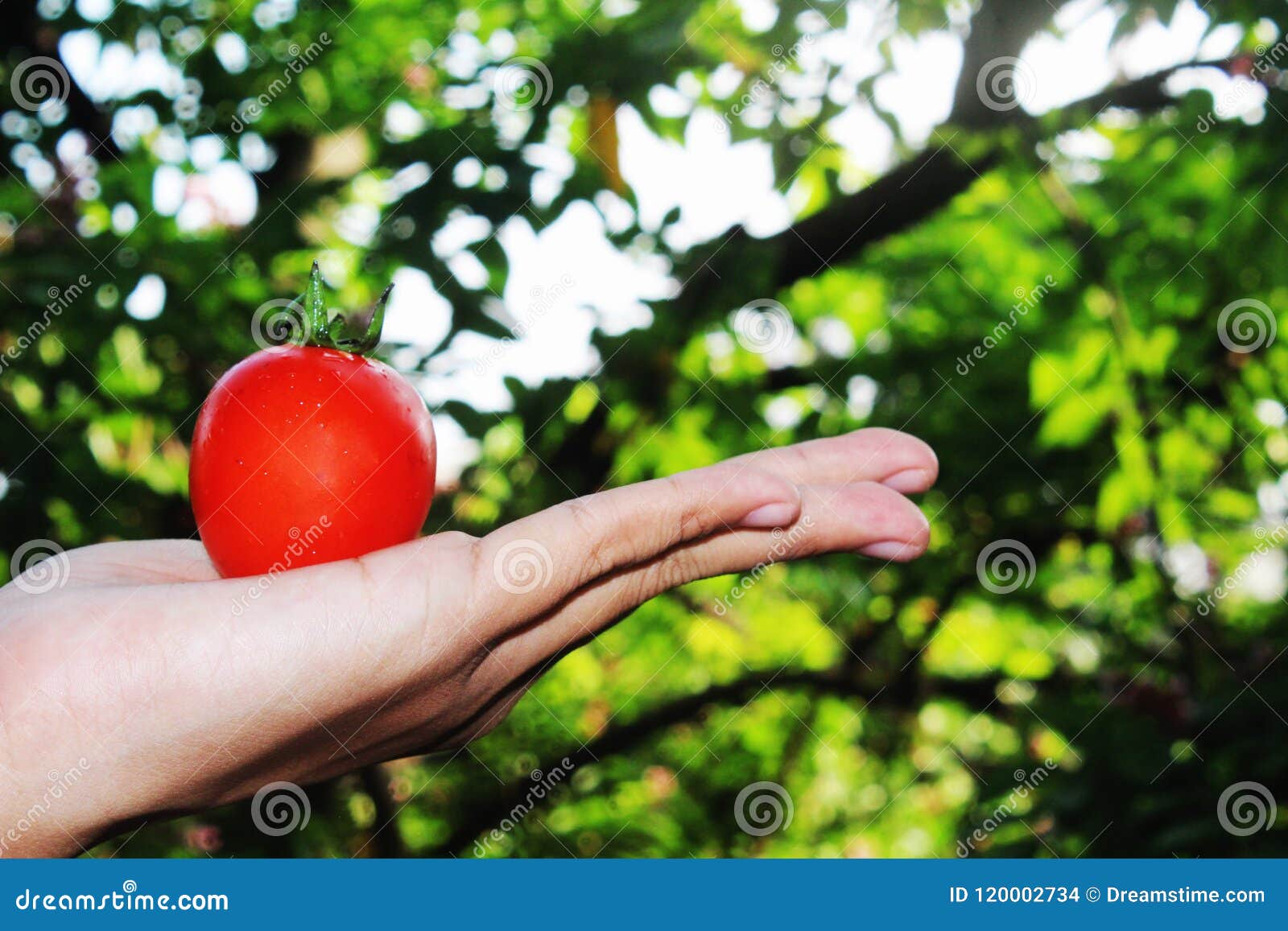 Manos que sostienen un puñado de tomates maduros rojos con backgro del bokeh. Manos que sostienen un puñado de tomates maduros rojos con el fondo del bokeh Foco selectivo