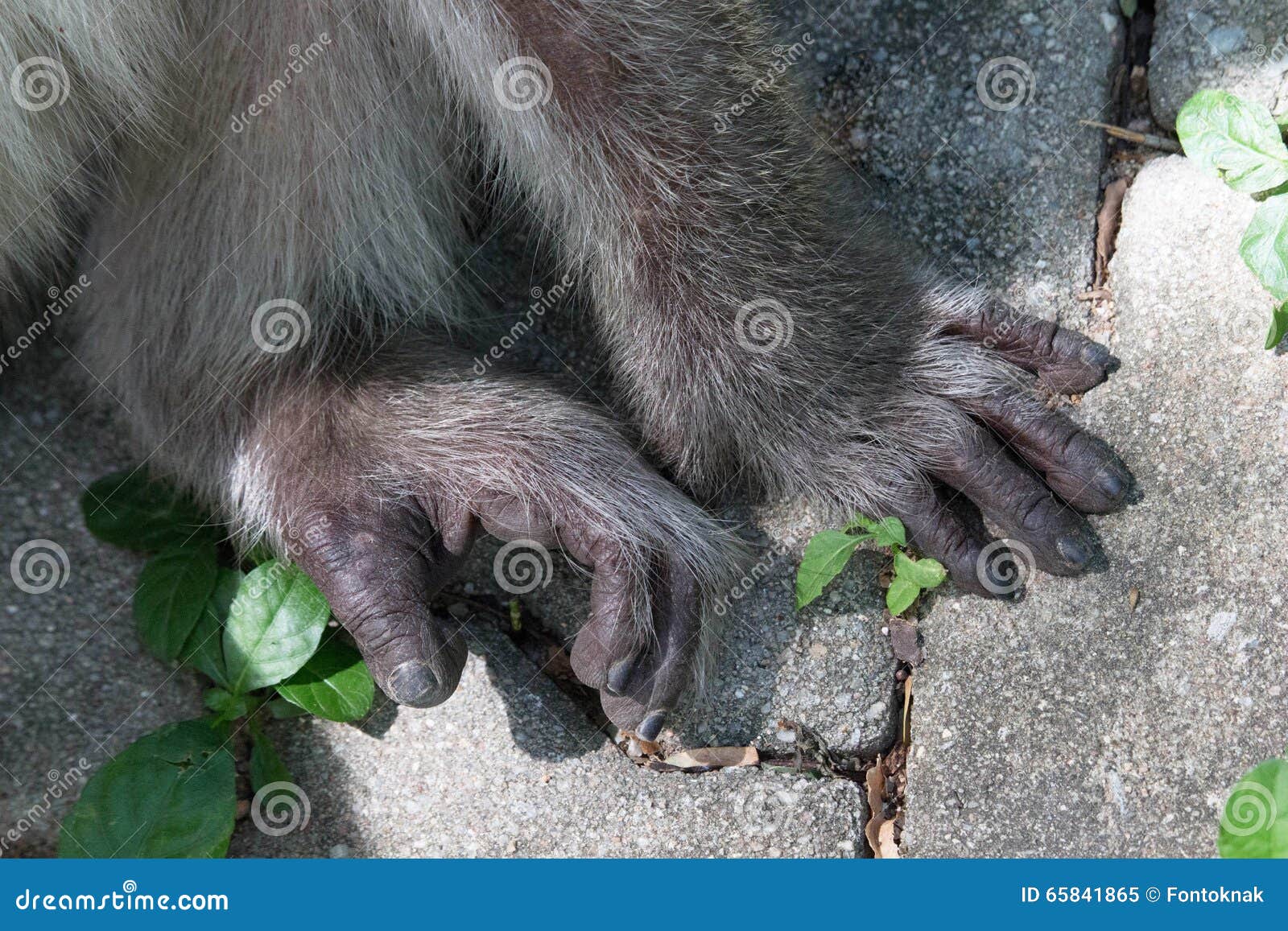 Manos y pies del mono imagen de archivo. Imagen de comer 65841865