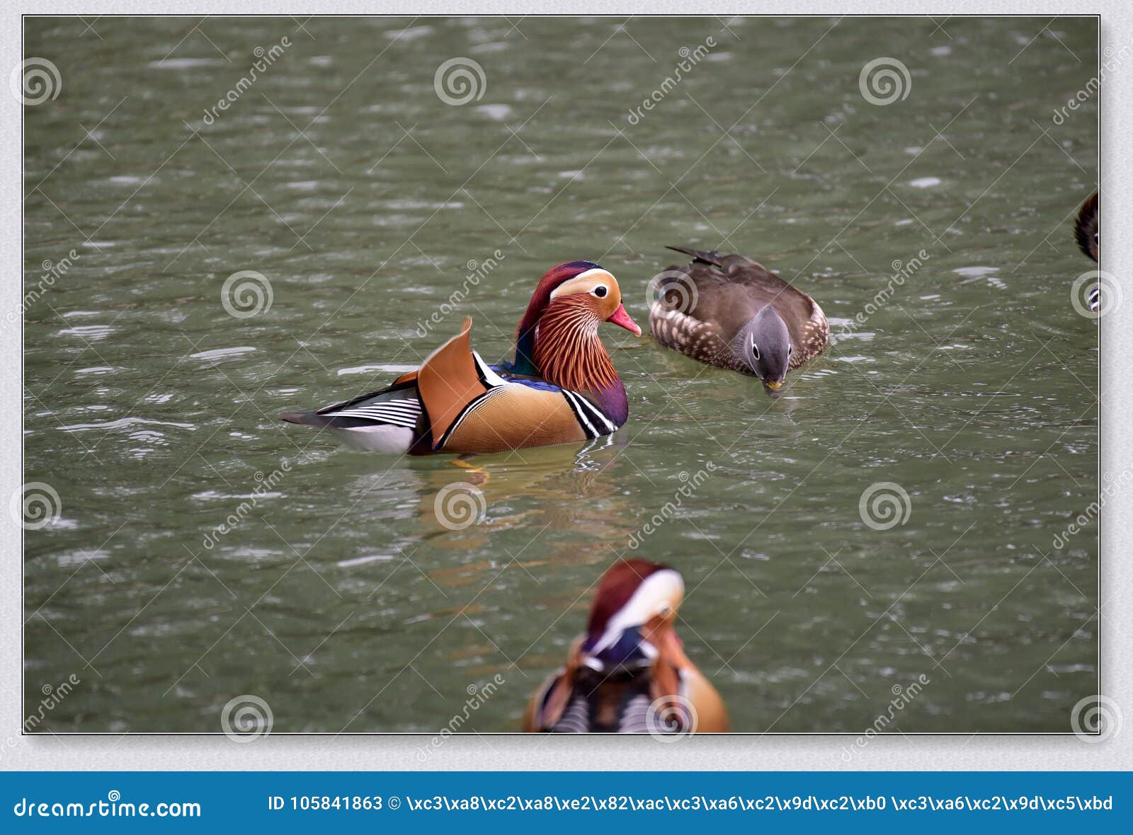 manrdarin ducks playing in the wate