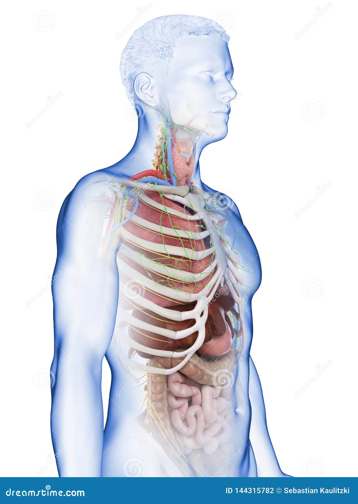 A mans internal organs stock illustration. Illustration of anatomy