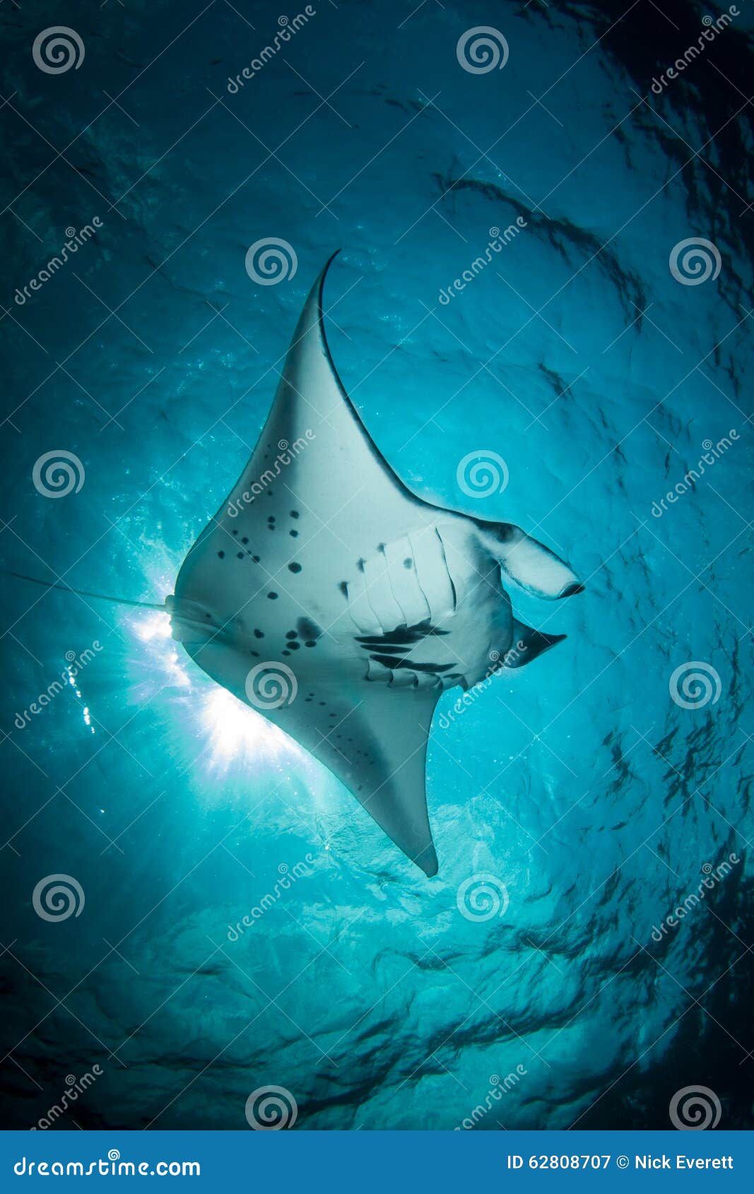 Manta - manta alfredi. Manta - passaggi di manta alfredi davanti al sole Un'eclissi di manta Parco nazionale contenuto di Komodo, Indonesia