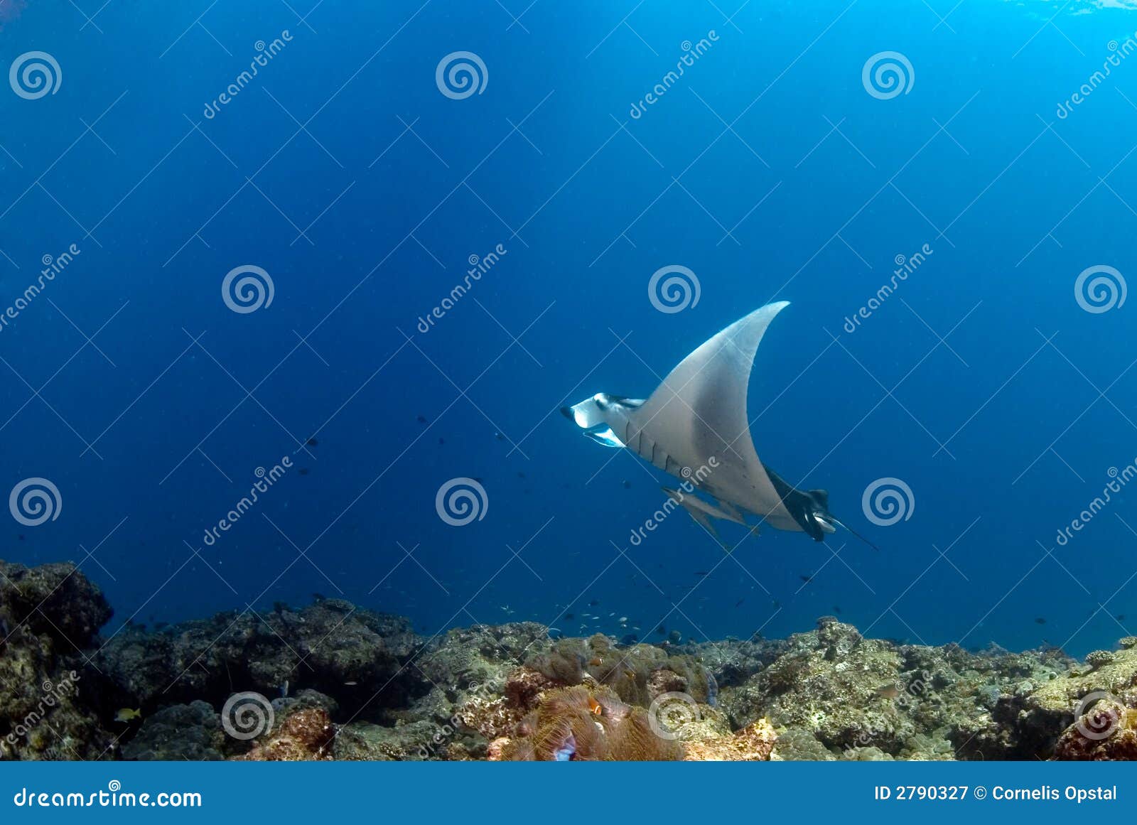 Manta ray stock image. Image of beautiful, school, discover - 2790327