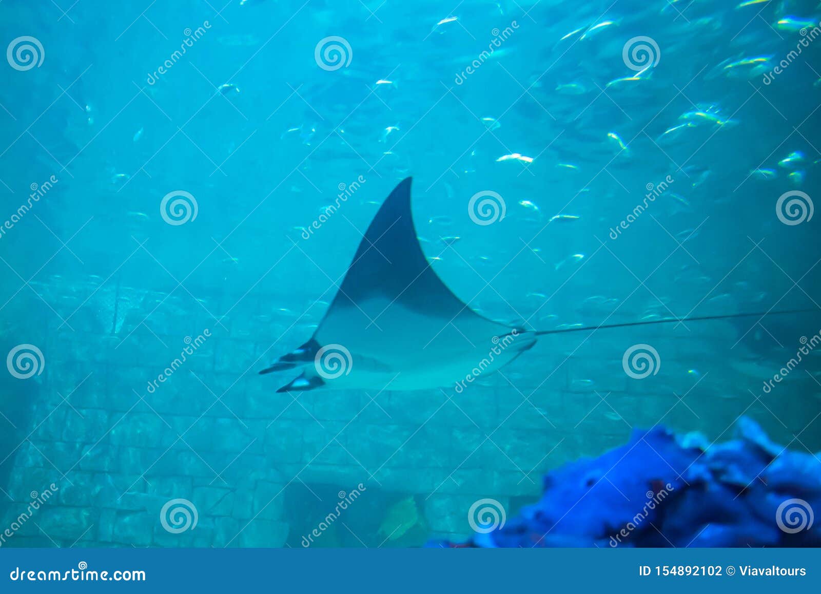 Manta Ray in Aquarium at Seaworld 34 Editorial Photography - Image of