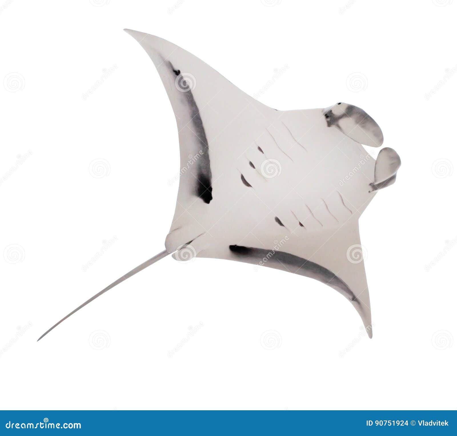 the manta ray.
