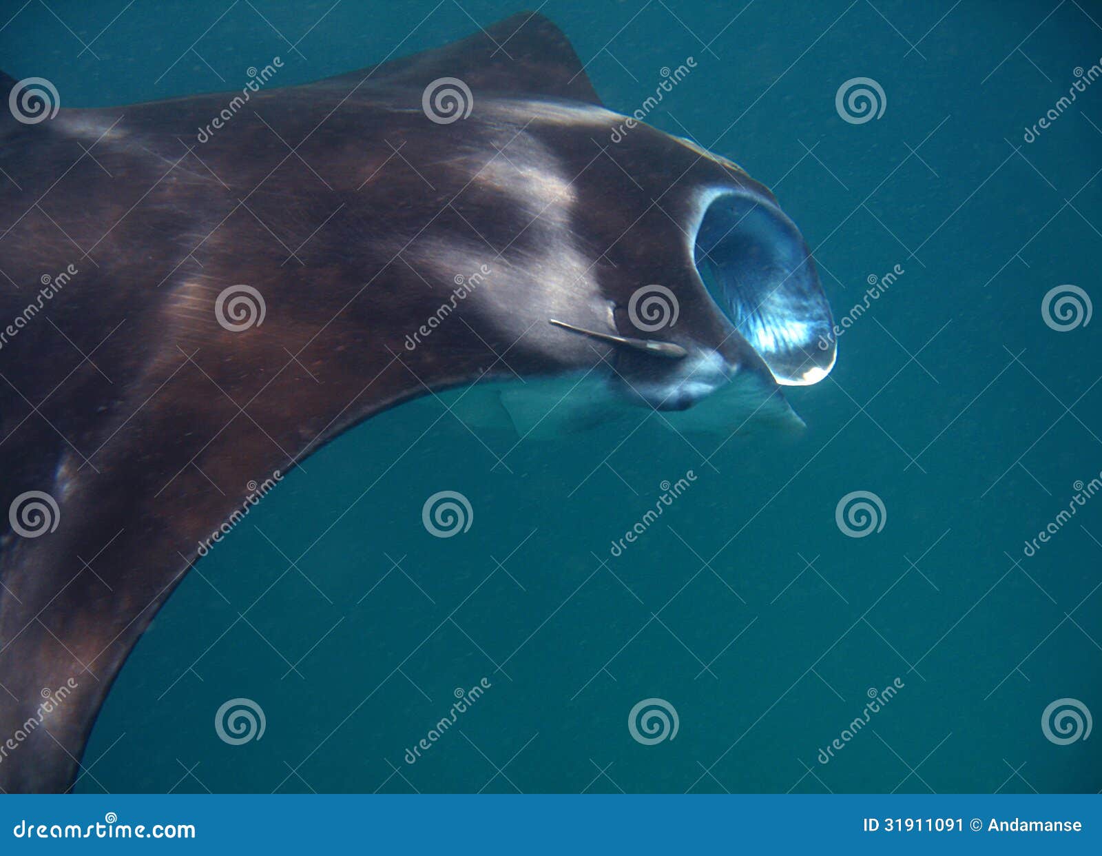 Manta Ray stock image. Image of large, indonesia, devil - 31911091