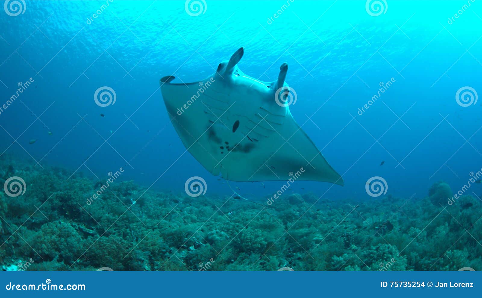 Manta ray on a coral reef stock photo. Image of fish - 75735254
