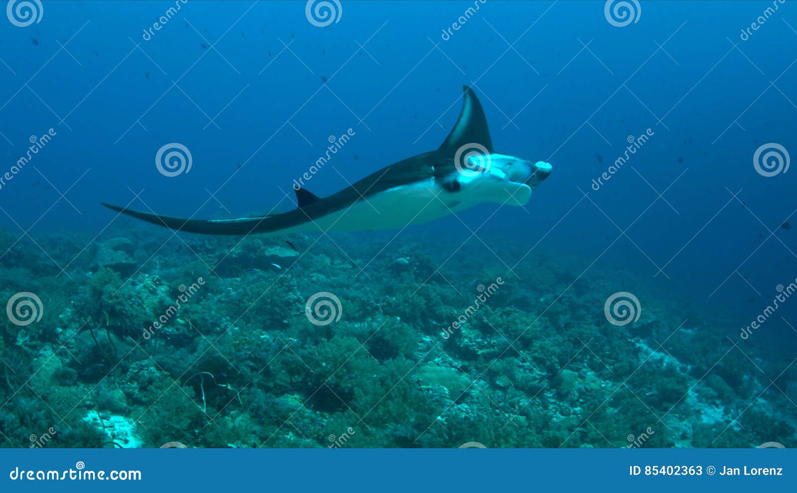 Manta ray on a coral reef stock image. Image of birostris - 85402363