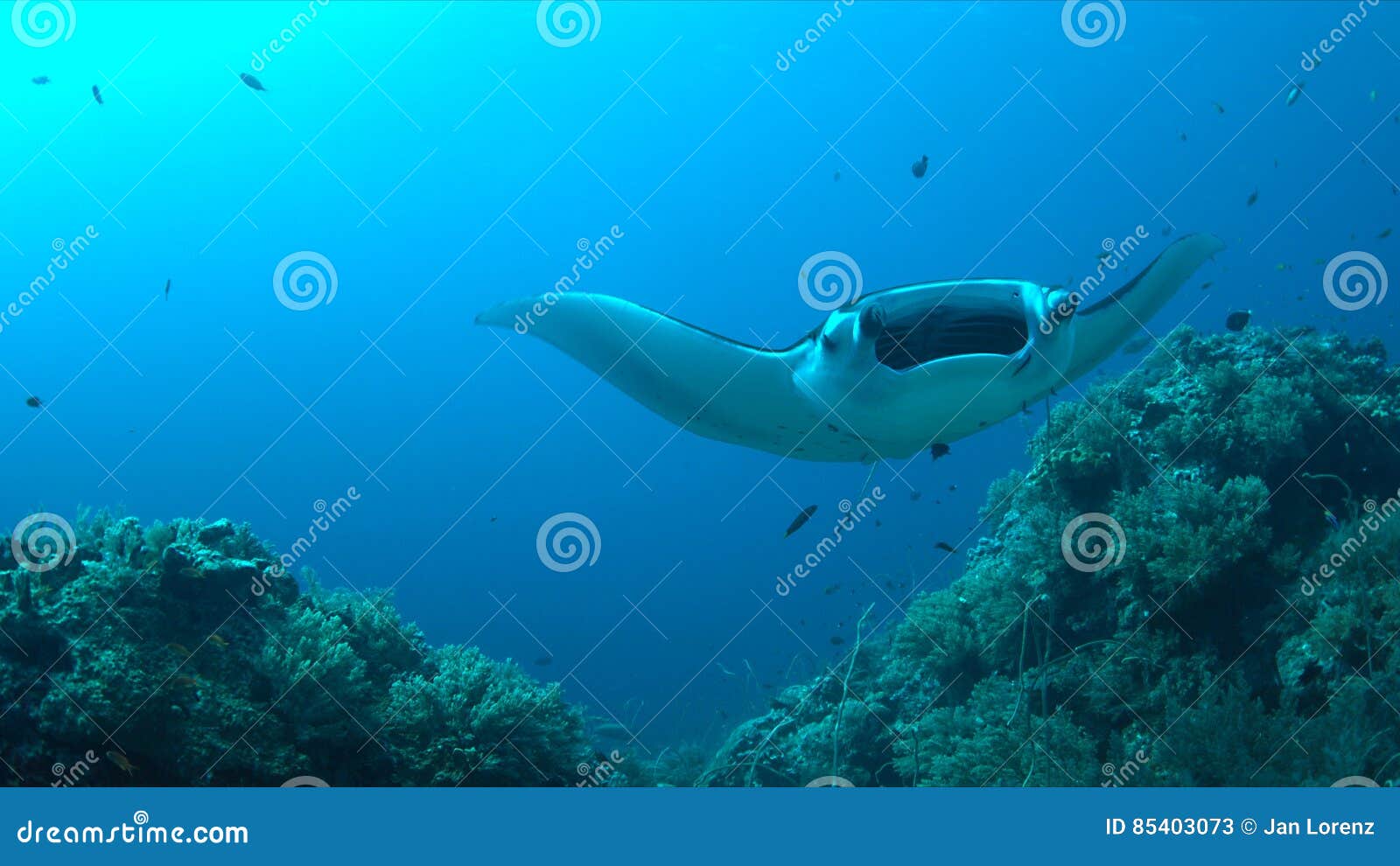 Manta ray on a coral reef stock image. Image of diving - 85403073