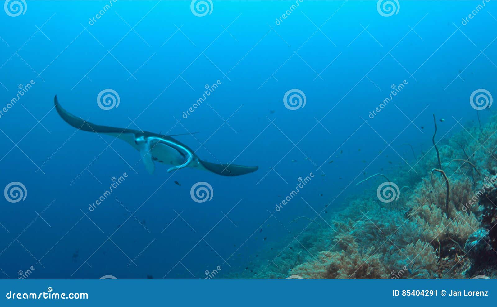 Manta ray on a coral reef stock image. Image of manta - 85404291