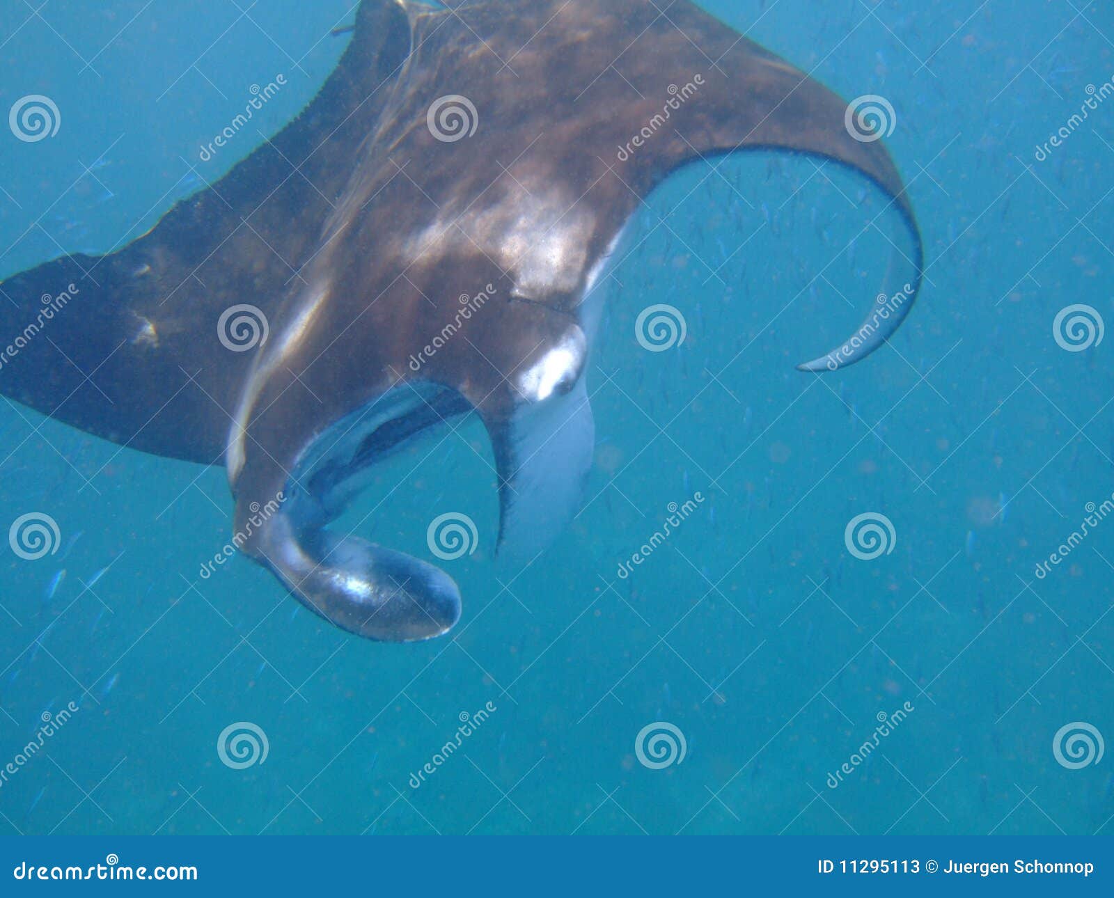 Manta Ray Feeding on Plankton Stock Image - Image of tropical, manta