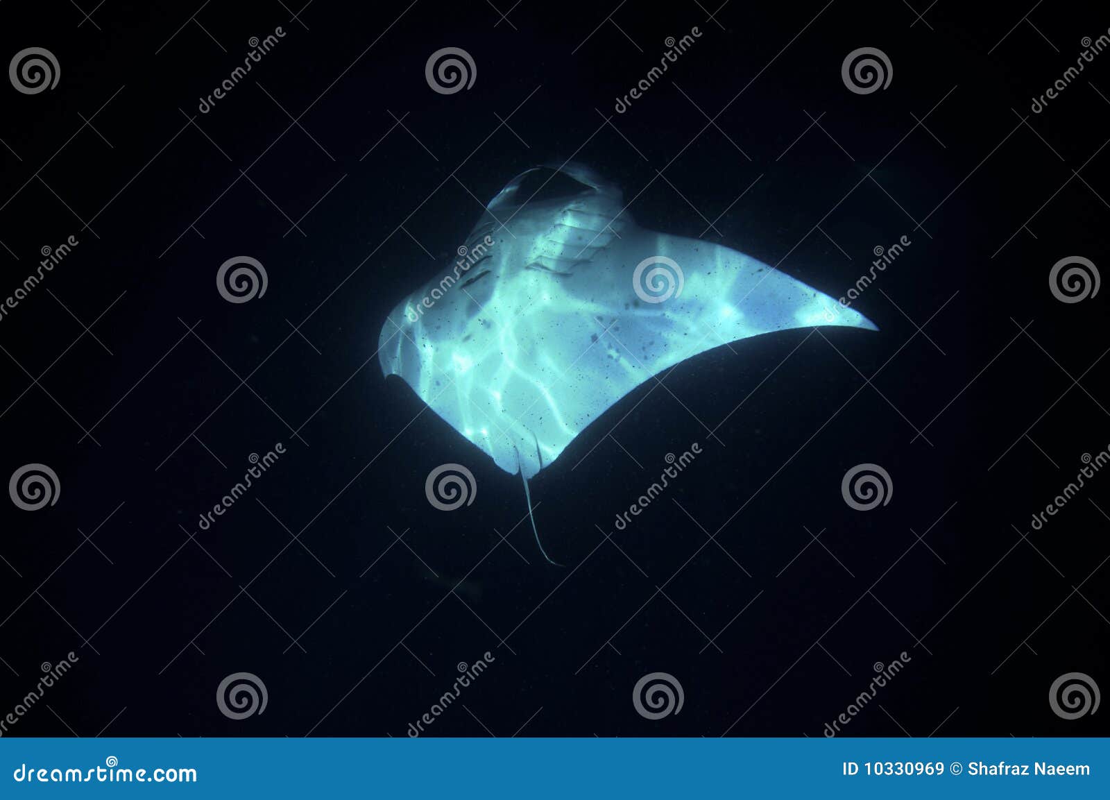 Manta ray fish stock image. Image of lighted, marine - 10330969