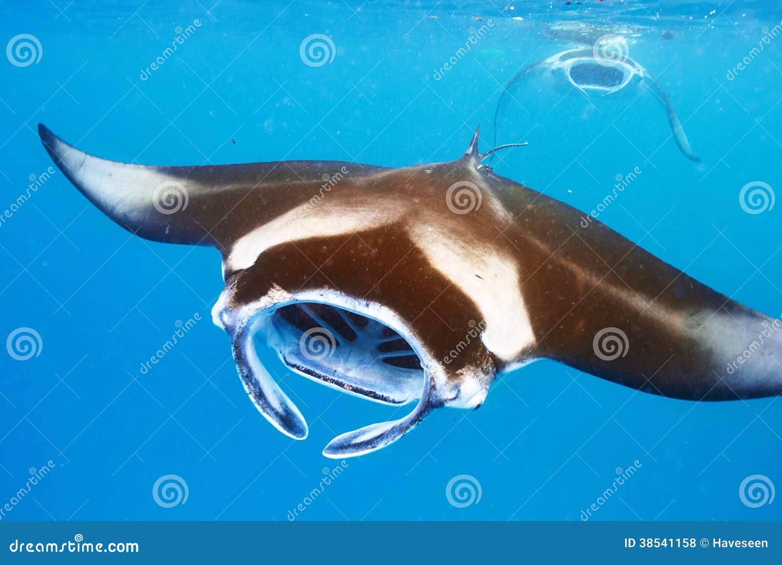 manta ray floating underwater
