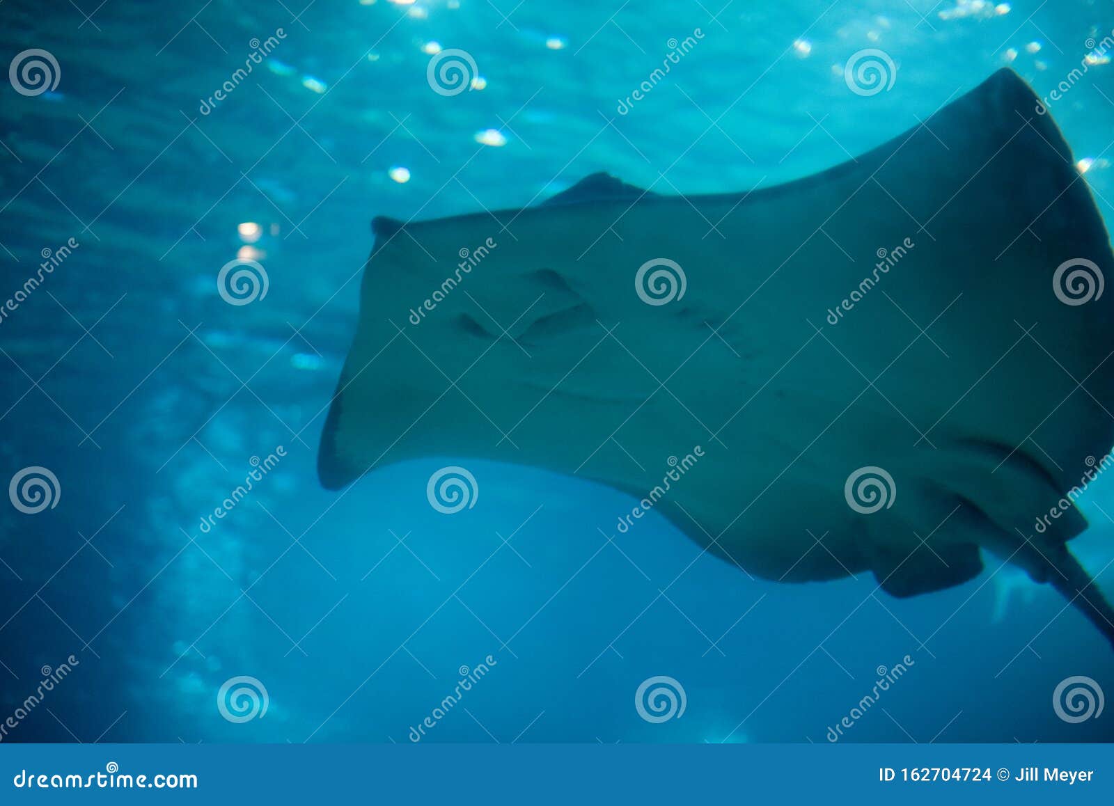 Manta Ray in Hawaii stock photo. Image of deep, cuvier - 162704724