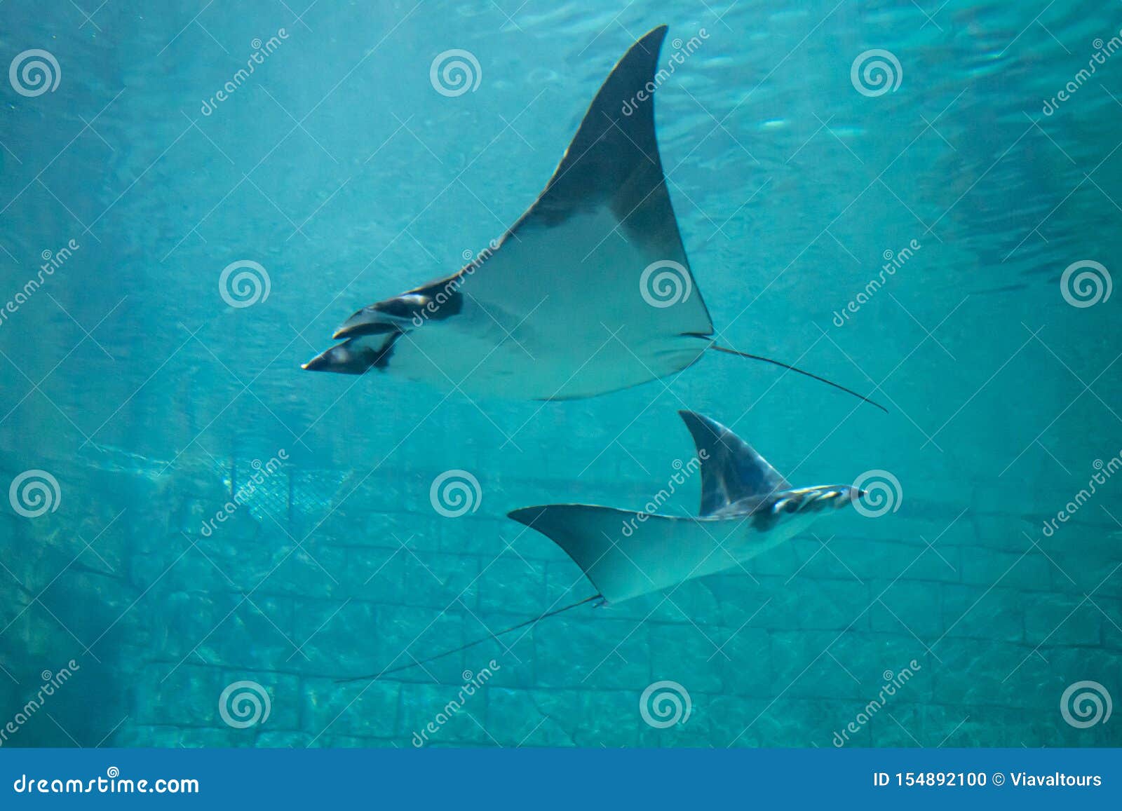 Manta Rays in Aquarium at Seaworld 2 Editorial Image - Image of park