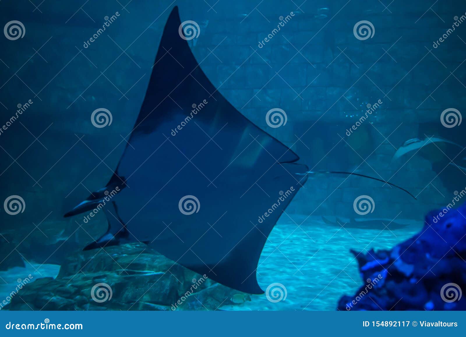 Manta Rays in Aquarium at Seaworld 10 Editorial Photography - Image of