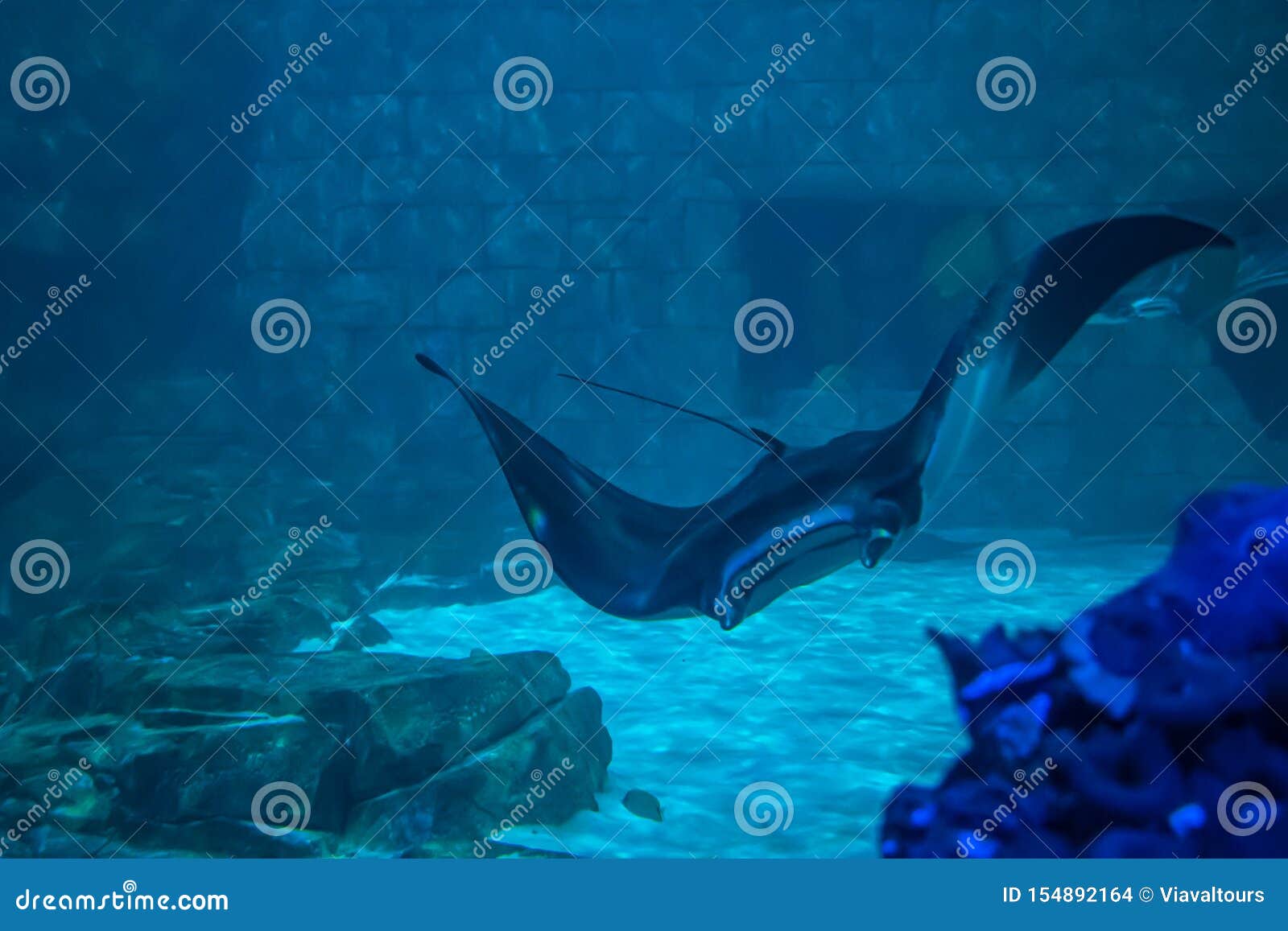 Manta Rays in Aquarium at Seaworld 12 Editorial Stock Image - Image of
