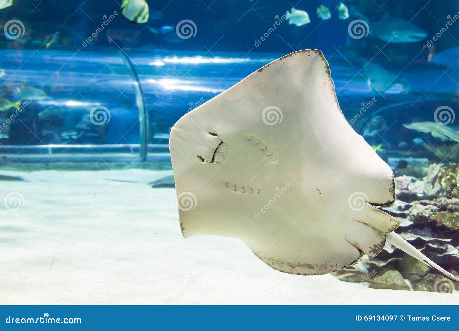 Manta Rays Flying in Aquarium Stock Image - Image of background, lagoon