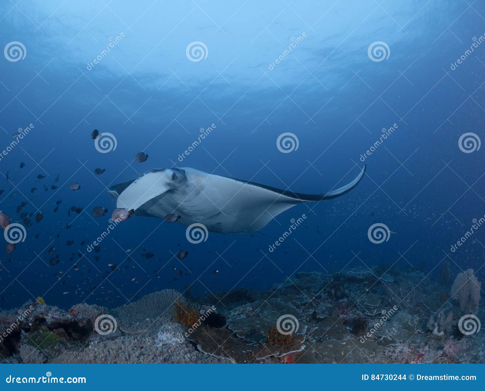 Manta rays stock photo. Image of indonesia, feather, mantaray - 84730244