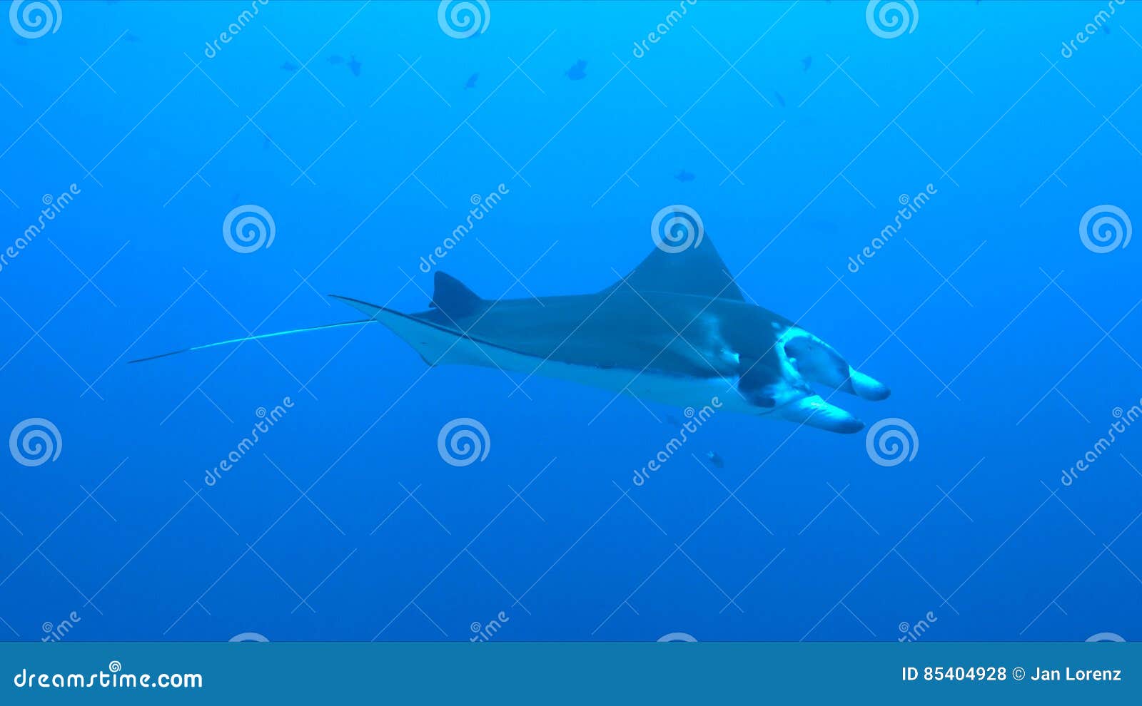 Mantarochen auf einem Korallenriff. Mantarochenschwimmen auf einem Korallenriff