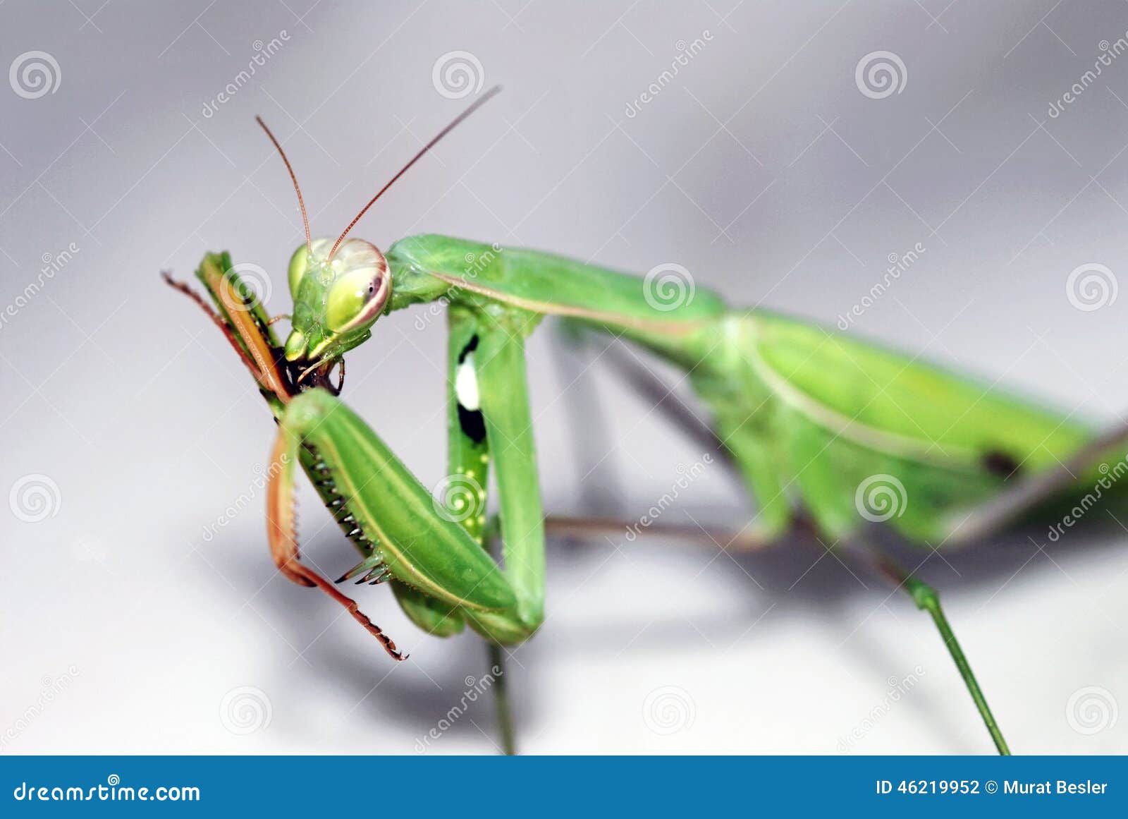 Mantis. Mante verte sur un fond blanc