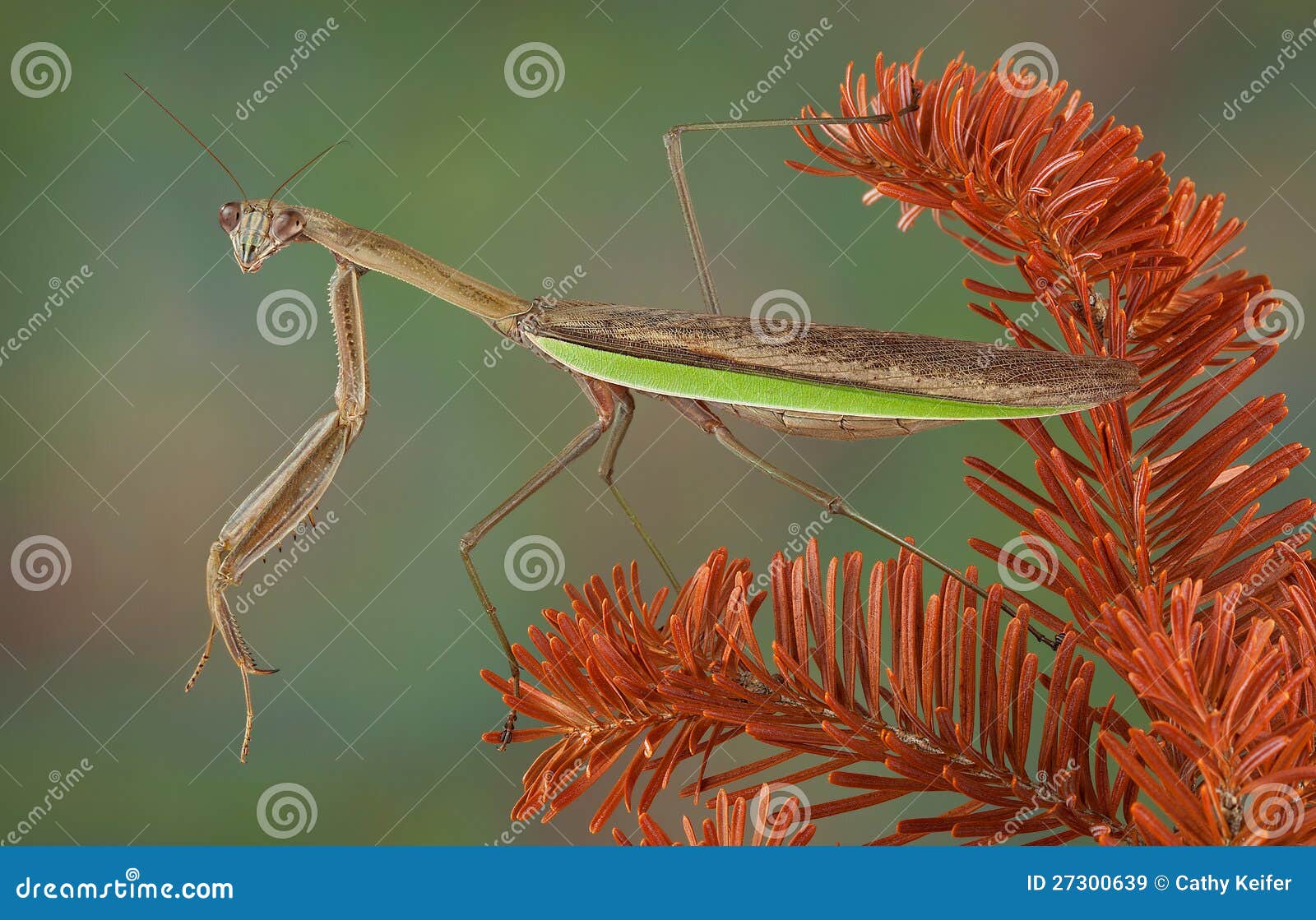Mantis on dying evergreen stock image. Image of arthropod 27300639