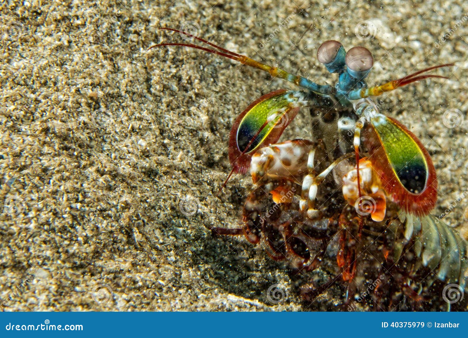 Mantis Lobster Defending Eggs Stock Image Image of fresh, coral 40375979
