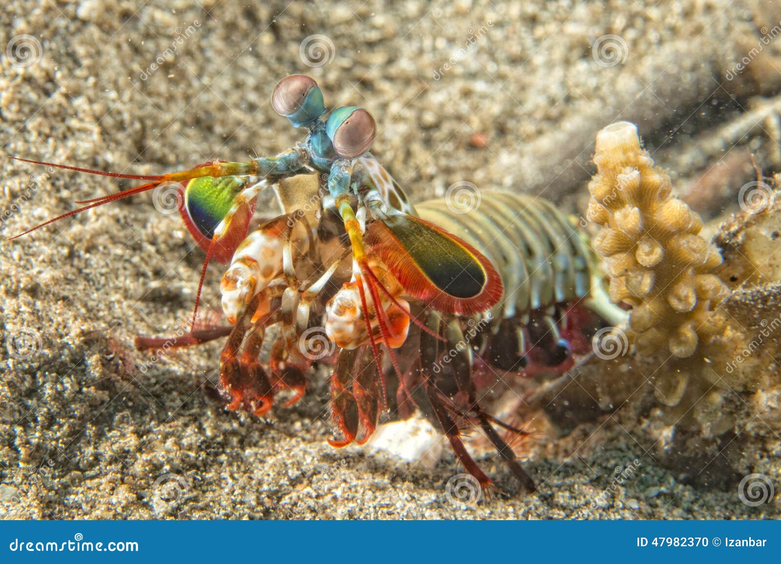 Mantis Lobster Defending Eggs Stock Photo Image of freshness