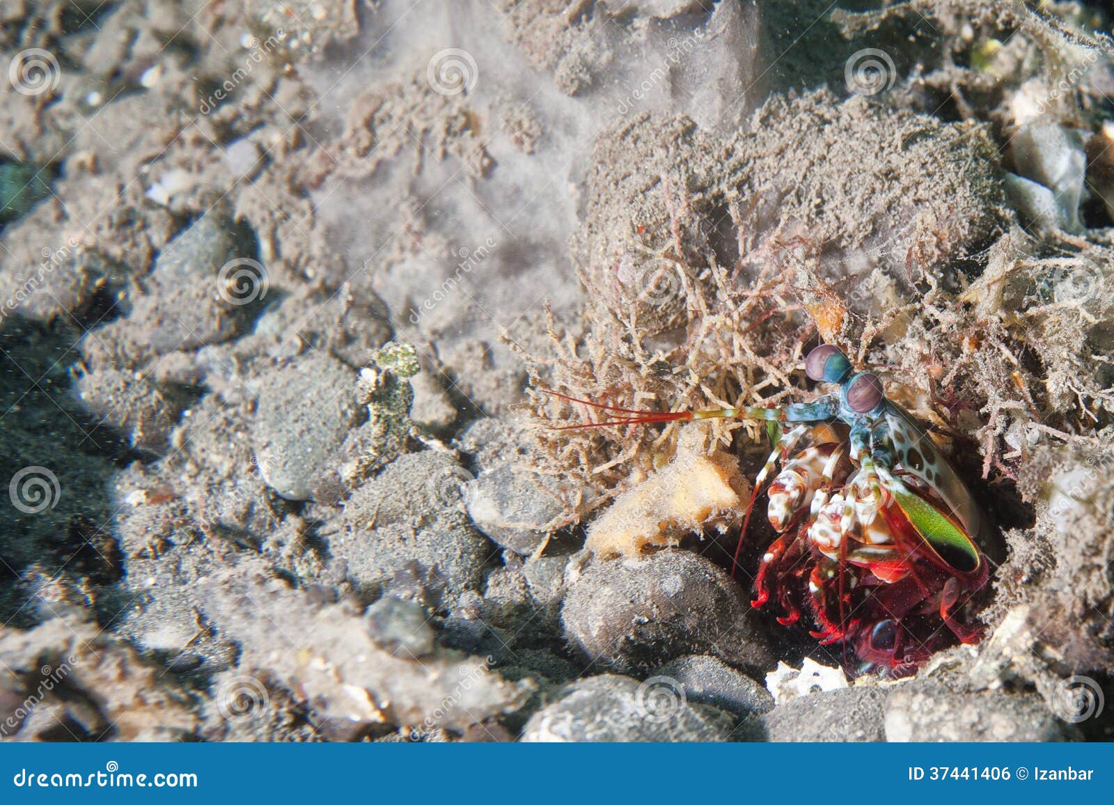 Mantis Lobster Defending Nest Stock Photo Image of nutrition, animal