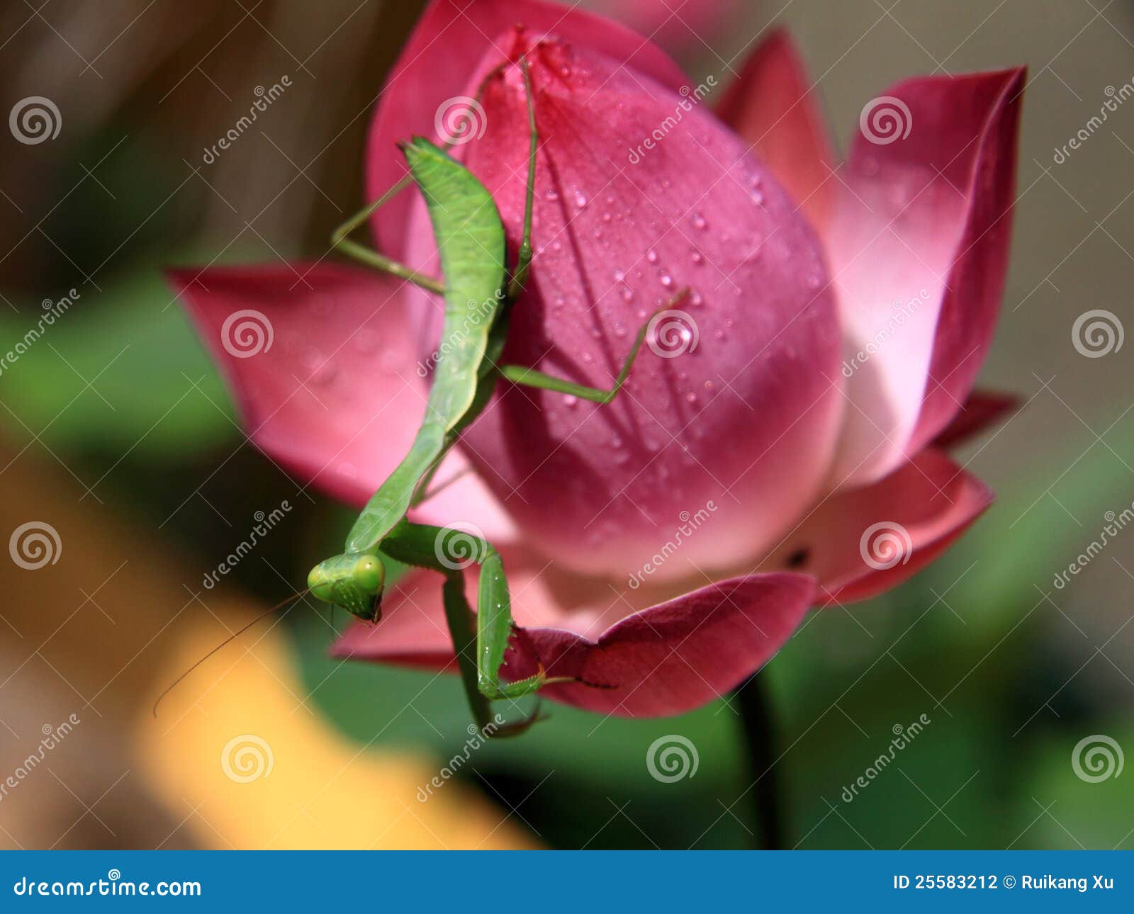 Mantis and lotus stock photo. Image of anticipation, 25583212