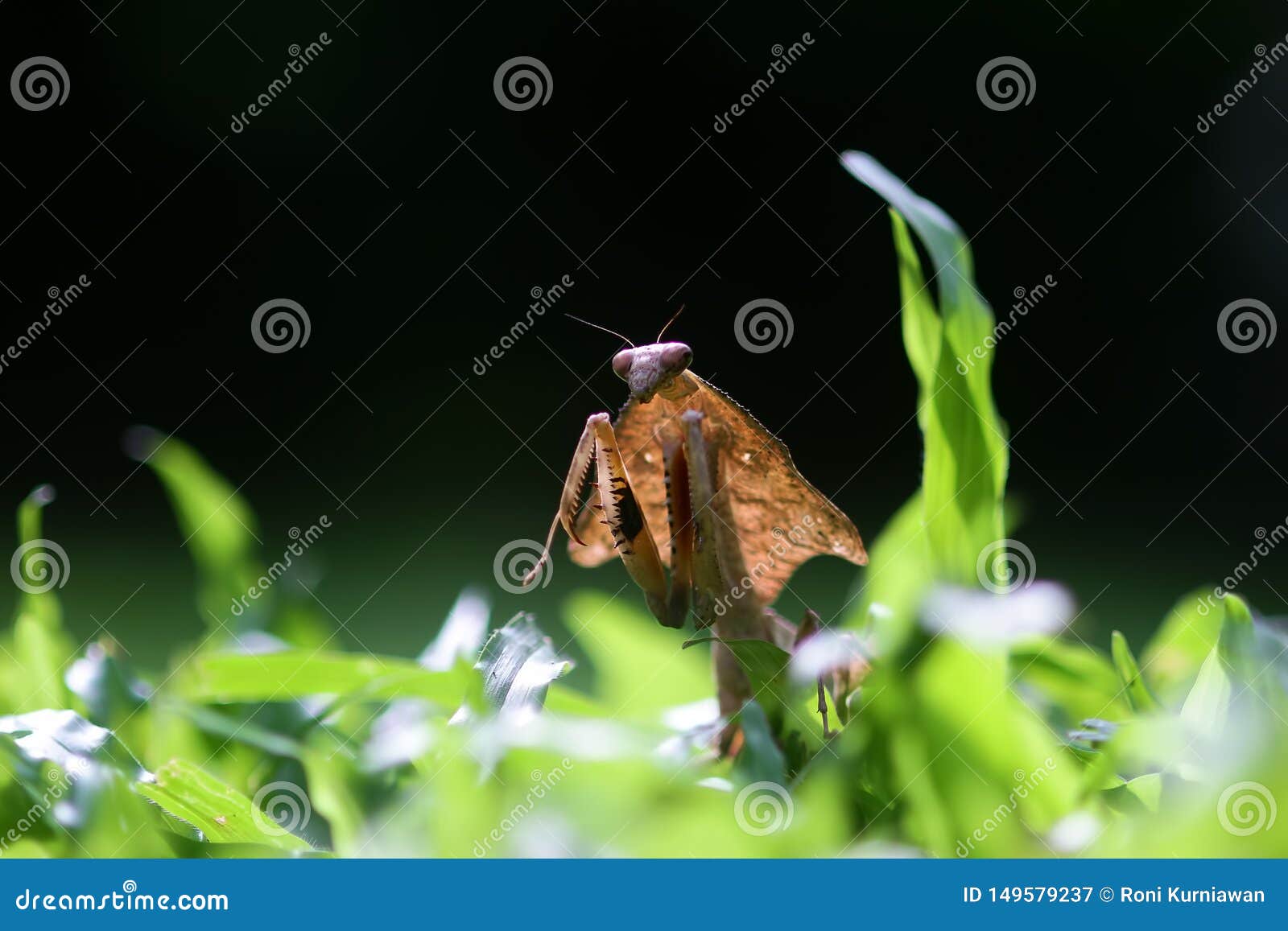 mantis, mantis orchid behind weeds