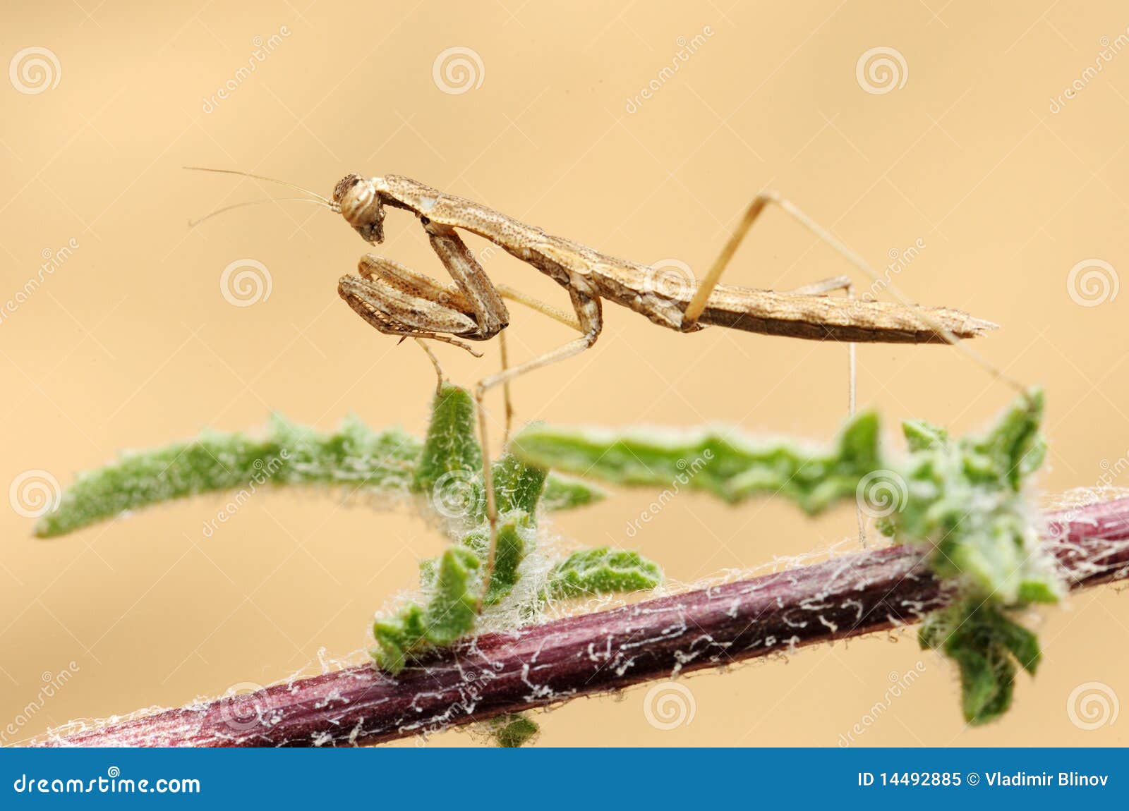 Mantis molto piccolo sulla pianta spinosa nell'Israele