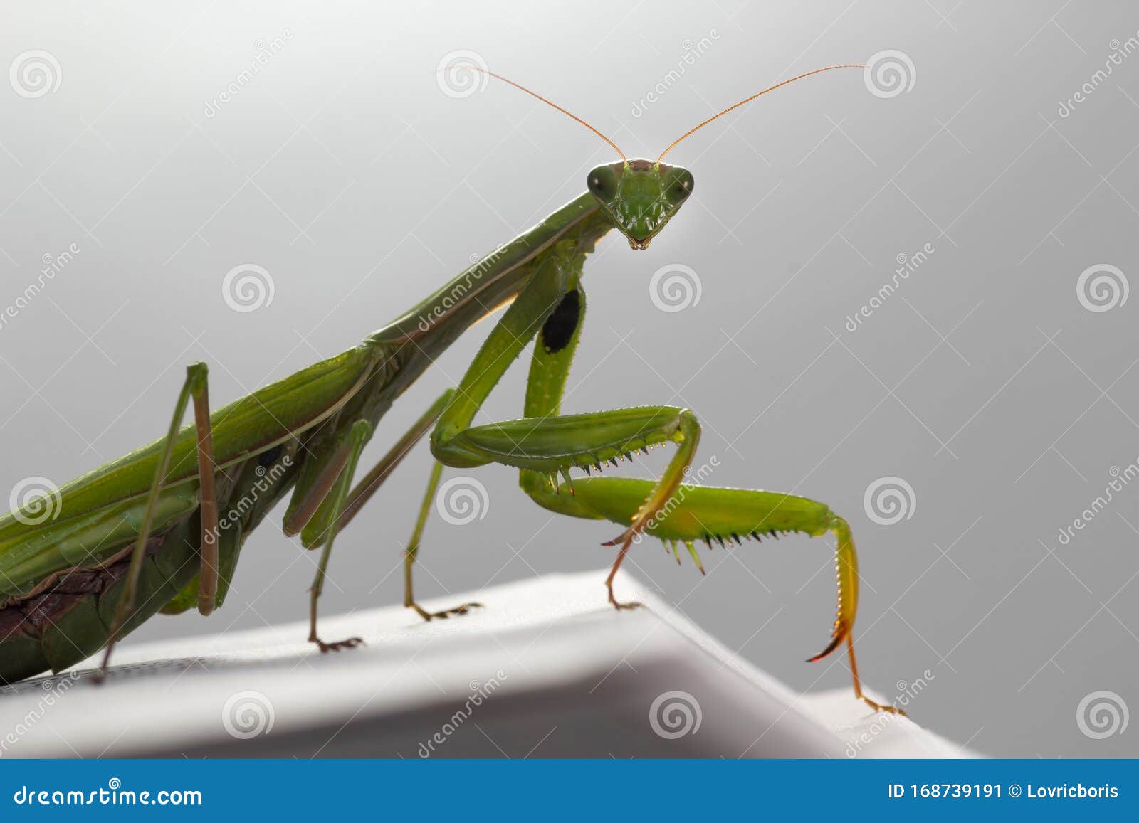 xstand mantis xstand mantis