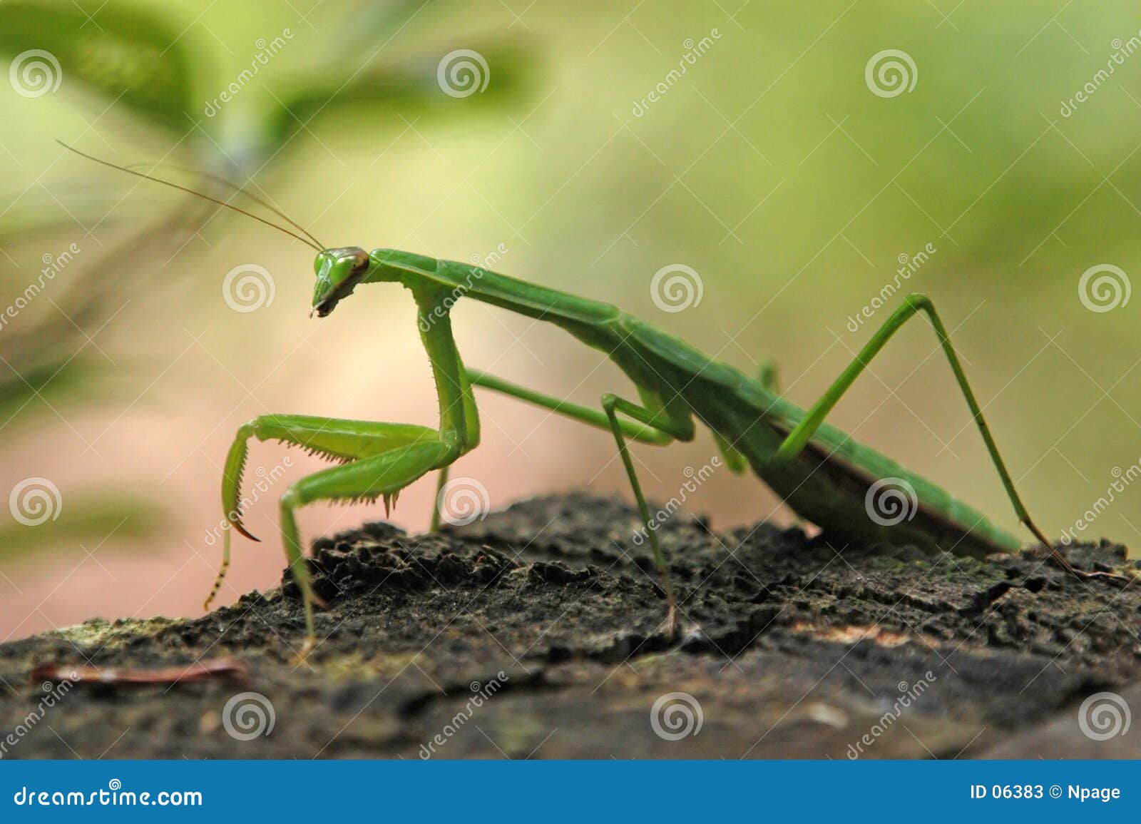 Mantis Praying que descansa em um coto de árvore do pinho.