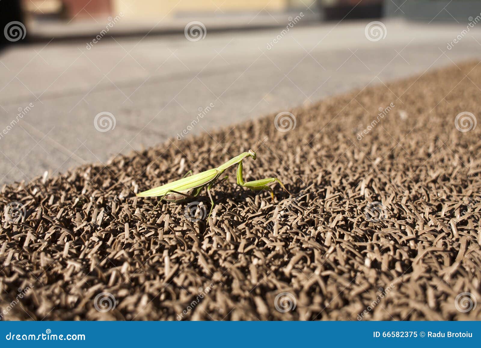 Mantis religiosa. Close-up of a green adult praying mantis