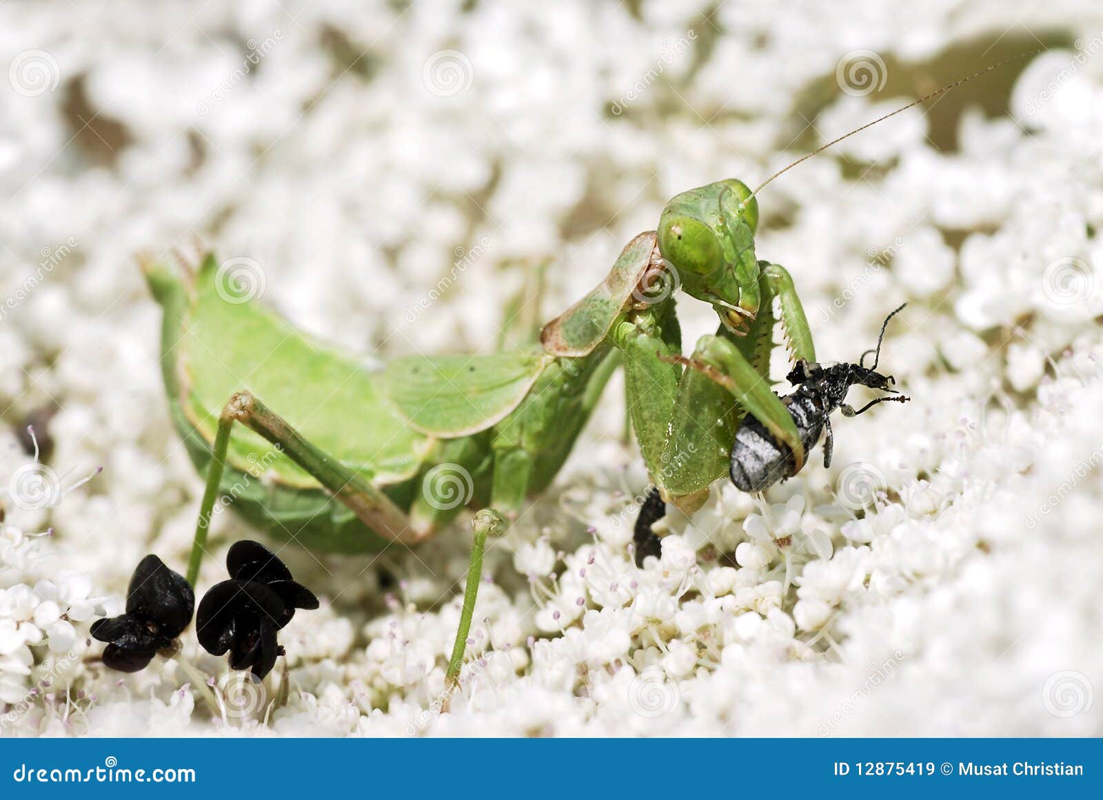 mantis religiosa eating an insect